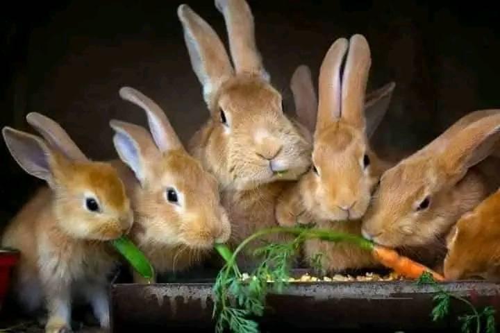 Rabbit Lovers, Breeders, Farmers of South Africa🐇 | 13 x 4 division ...