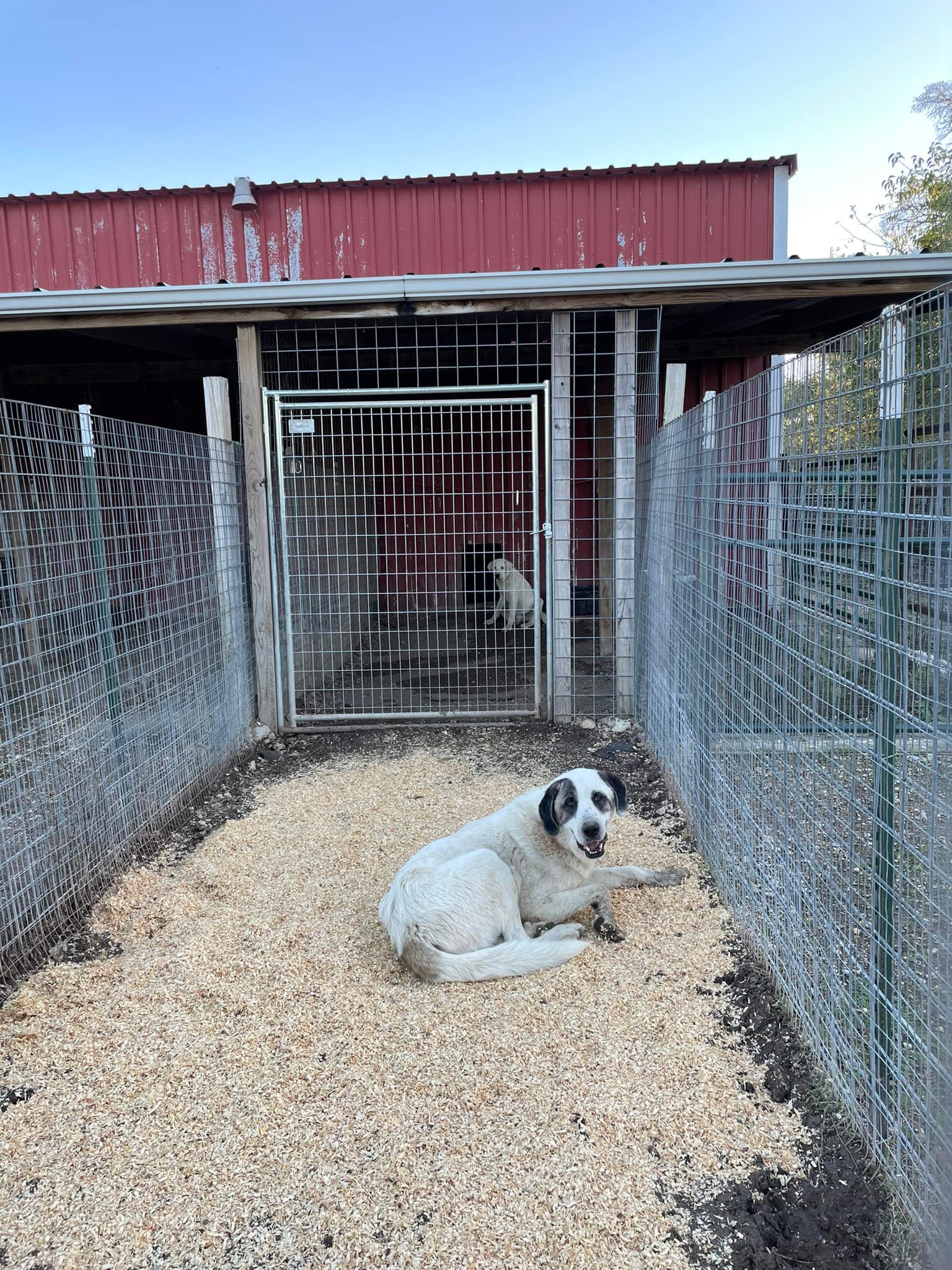 Texoma Pets Lost and Found | UPDATE -- BODIE IS BACK AT HOME | Facebook