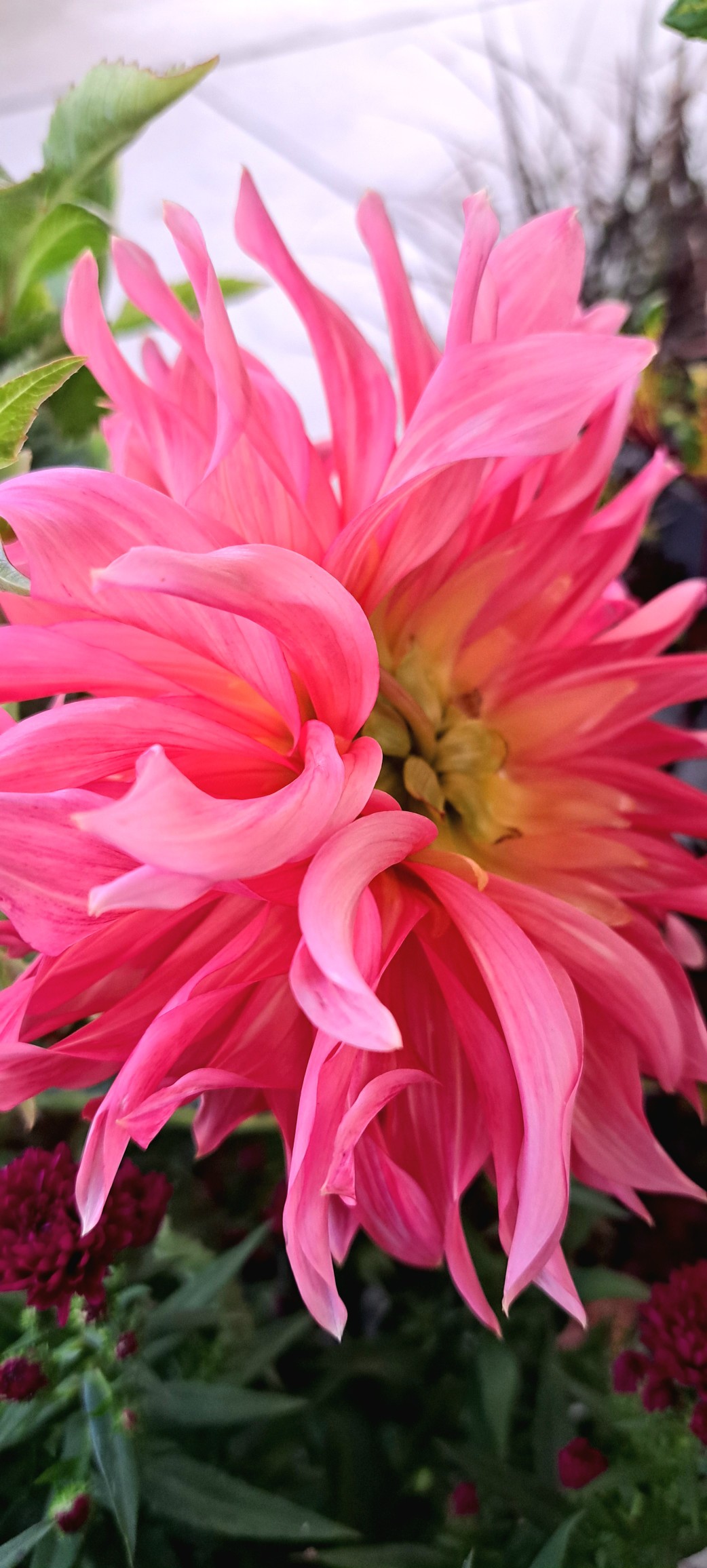 ダリアの後ろ姿 back view of dahlia