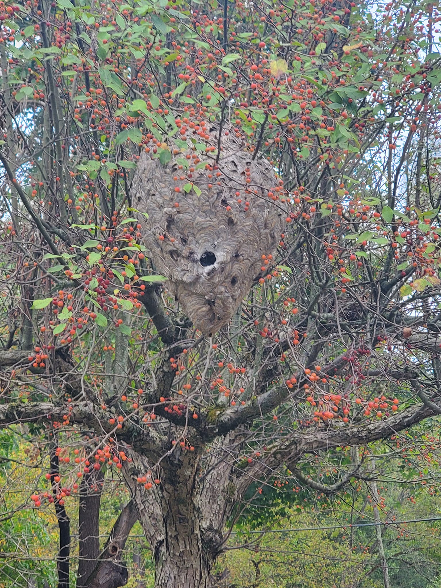 Pest Detective | Wintersville OH
