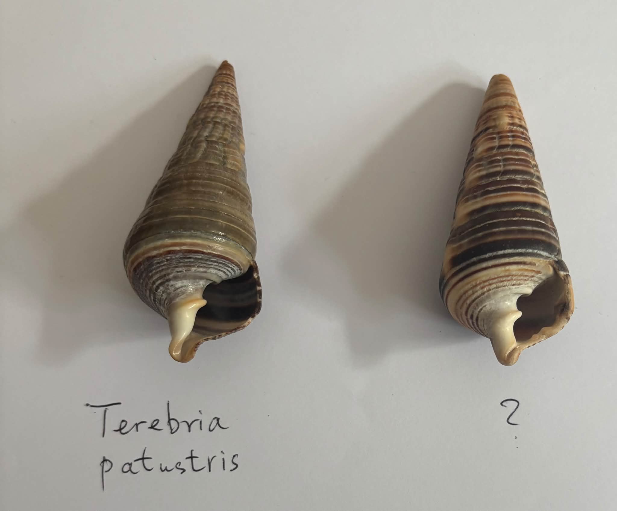 Zoila orientalis - 57,6 mm