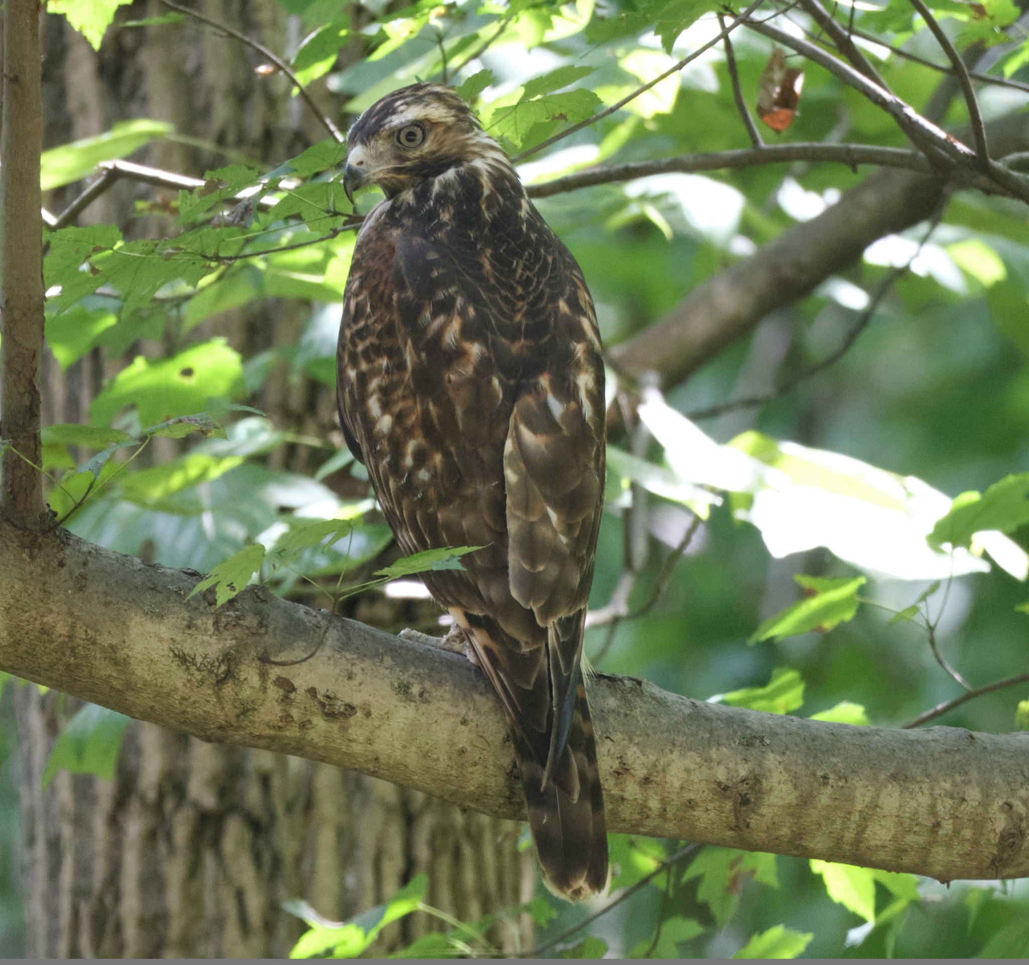 What bird species is this, Washington DC?