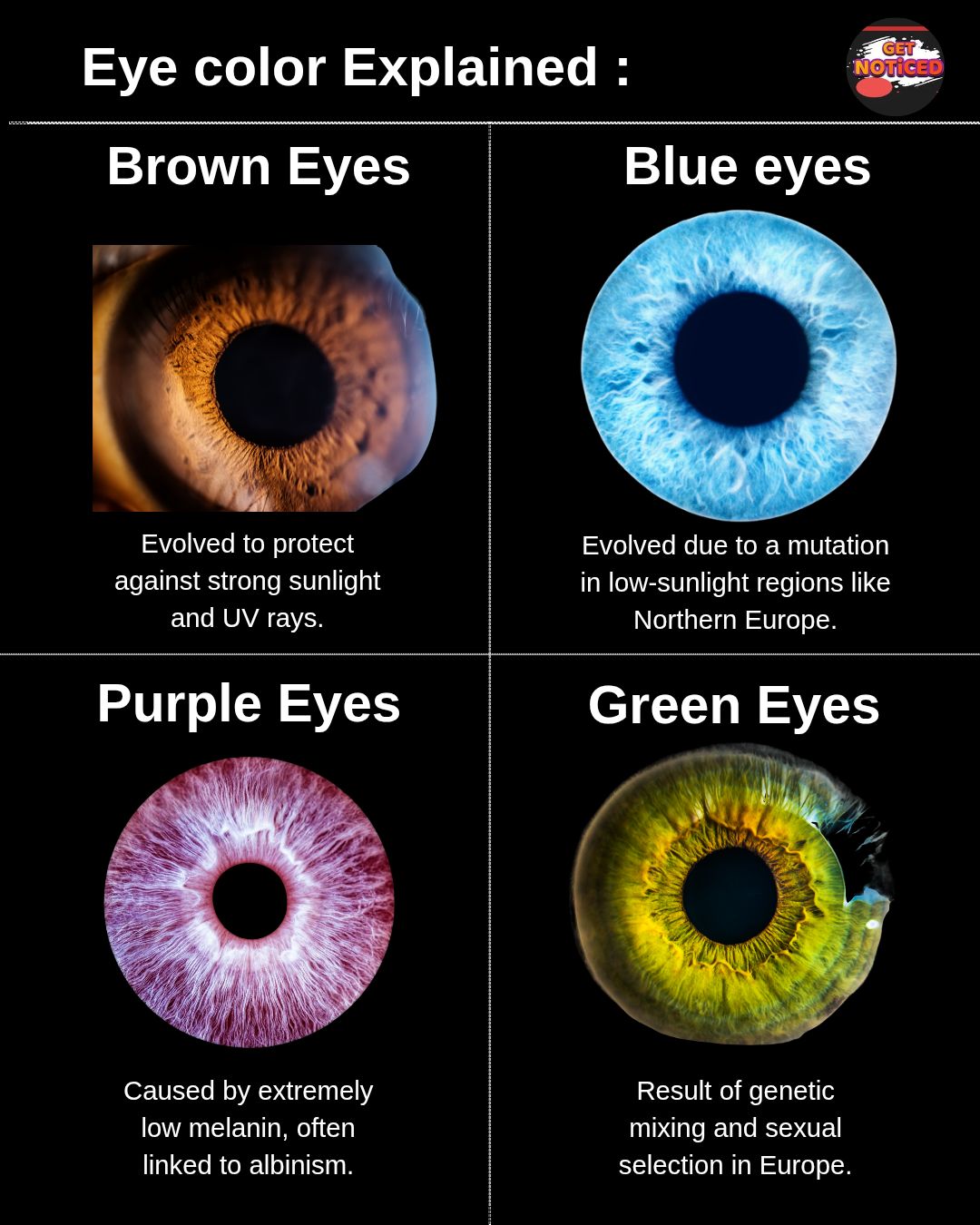 Eye color is primarily determined by the amount and type of melanin in the iris, the colored part of the eye Melanin: This pigment, which also influences skin and hair color, is