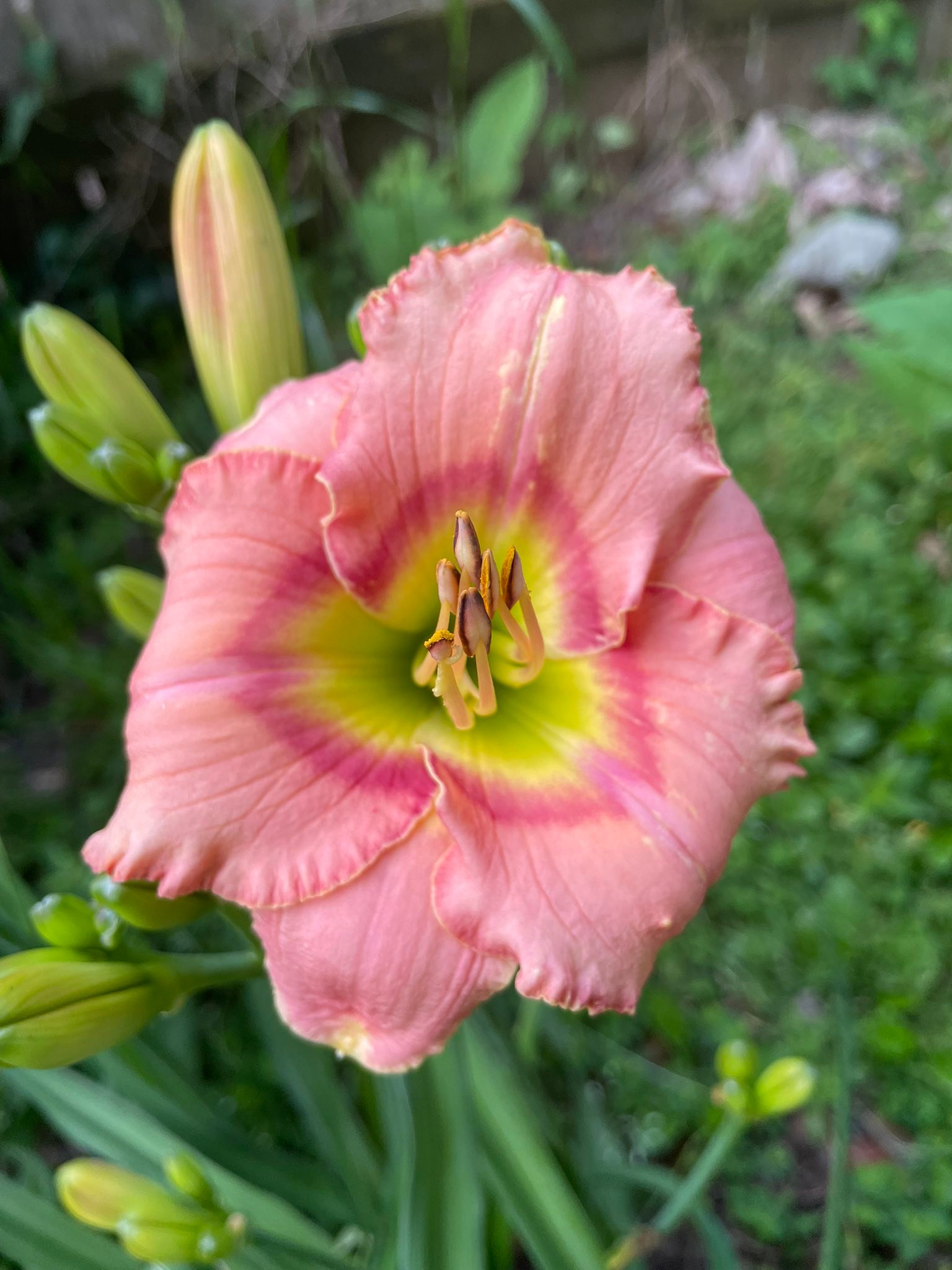 Strawberry candy lilies for pollination in zone 9 