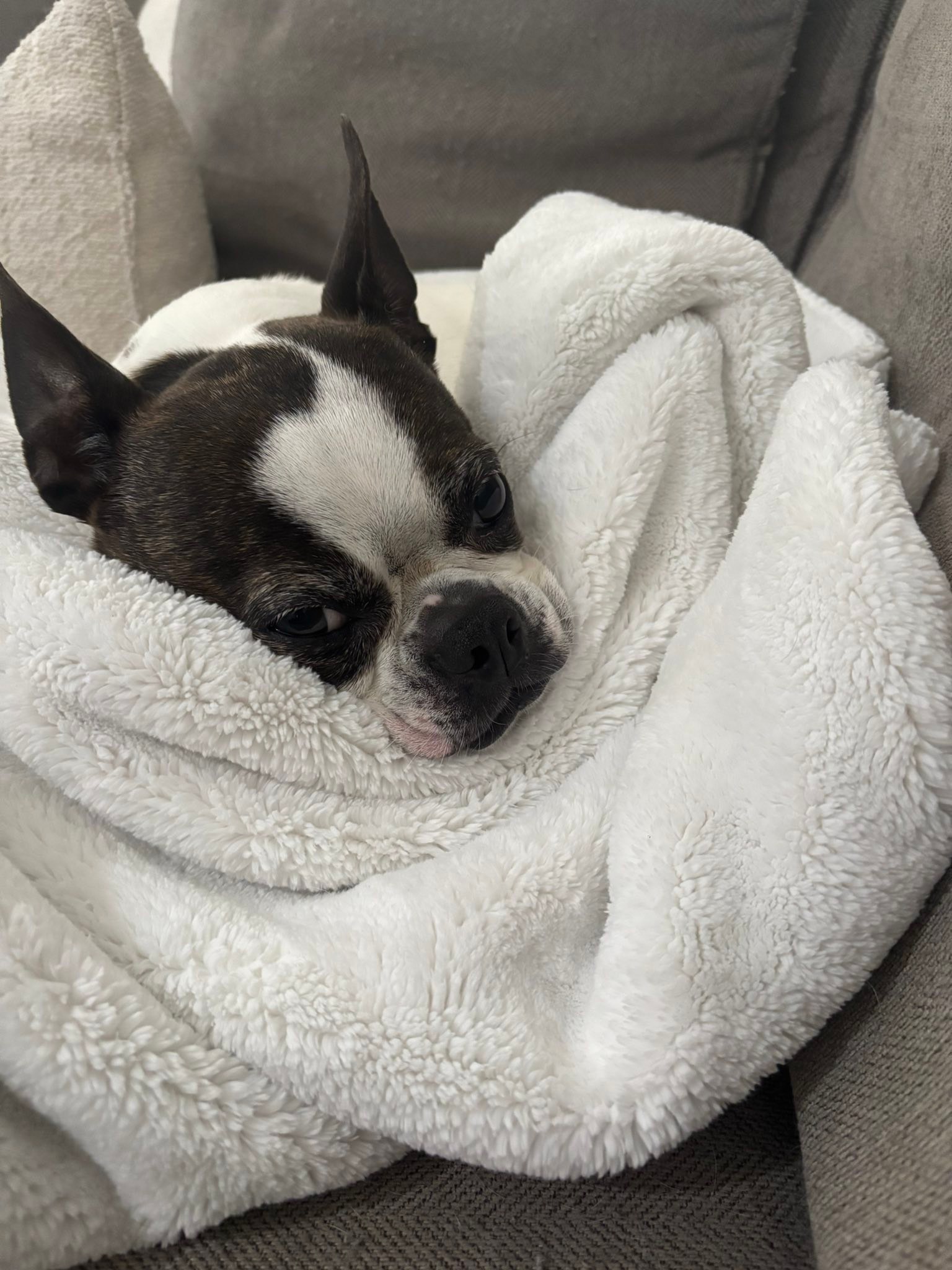 l carnitine insulinoma dogs What are good food options for a dog with insulinoma? carnitine concentration make it Vale a pena investir Milligrams:10mg VEGAN