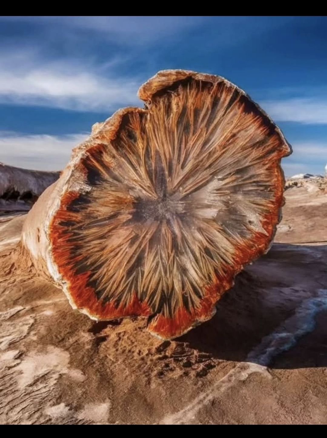 Petrified wood with opalescent sheen in Arizona