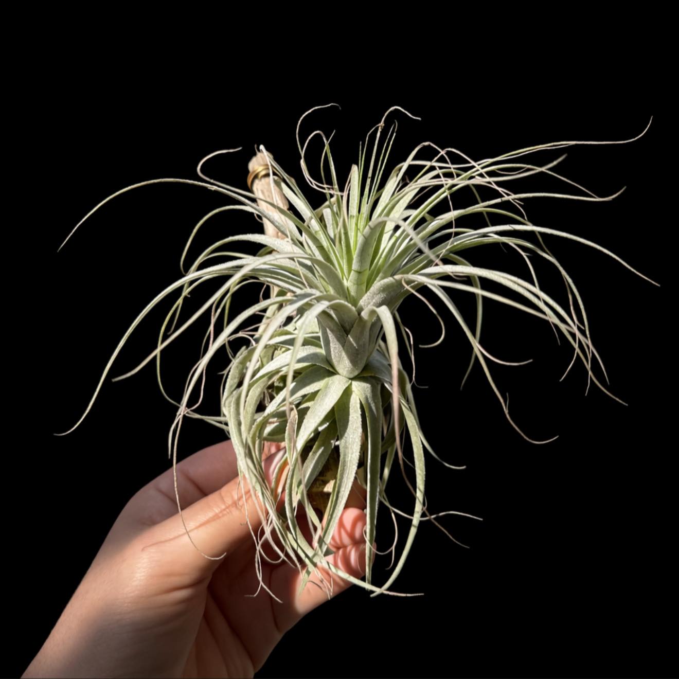Tillandsia chapeuensis IG: @airebotanical