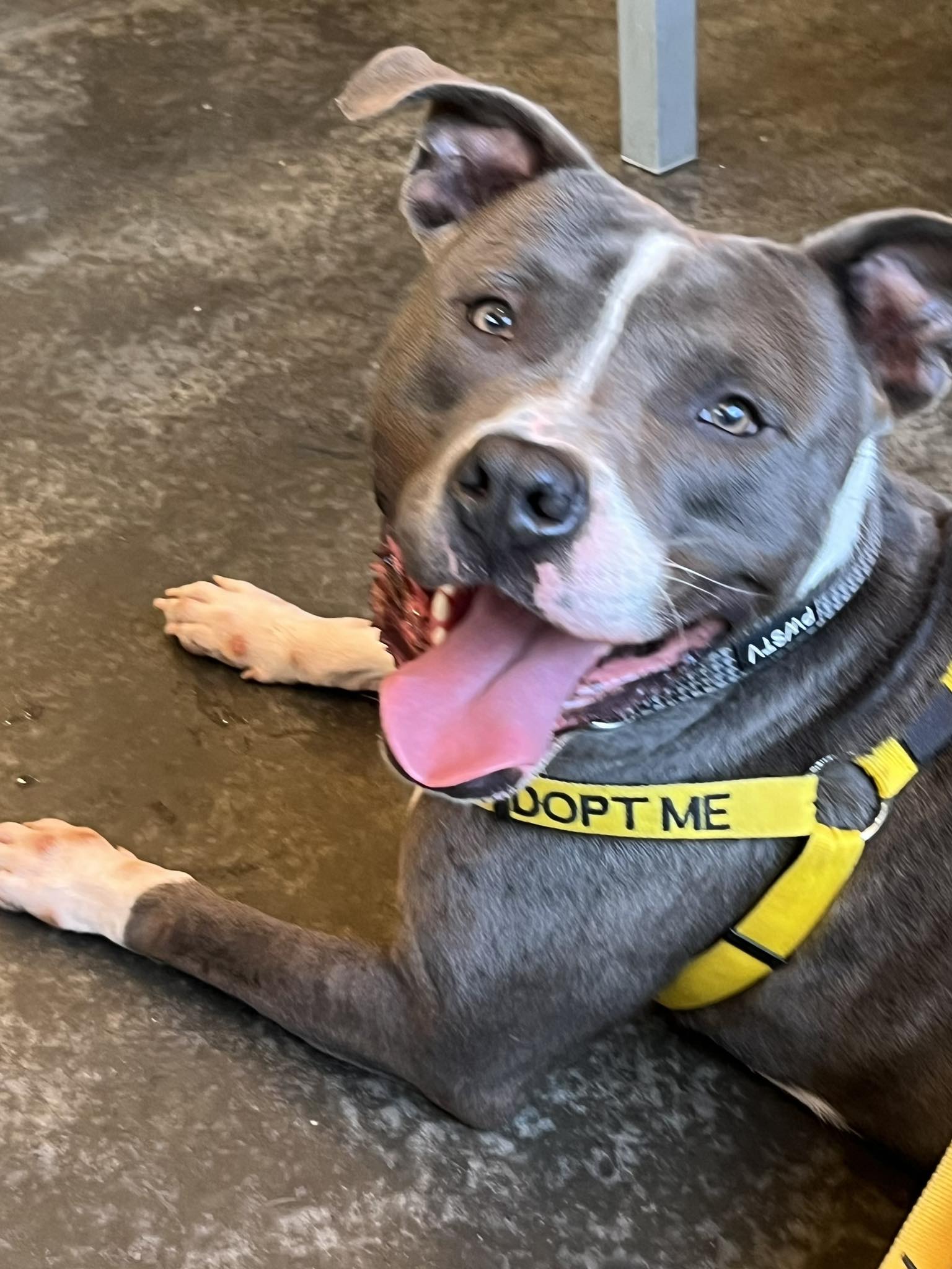 This beautiful three year old boy needs out of the shelter in