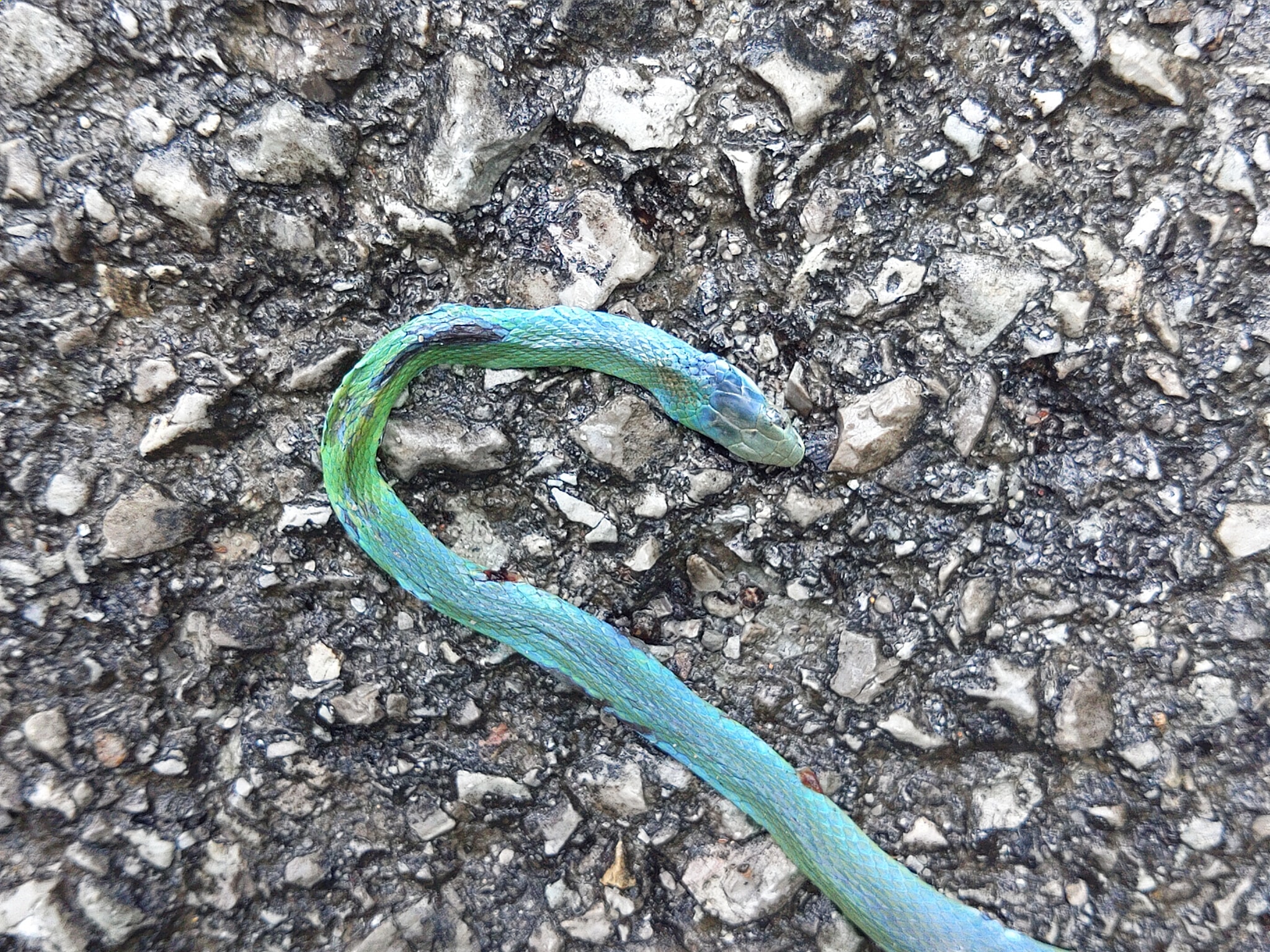 Found this in our road while we were walking the dogs. Can anyone