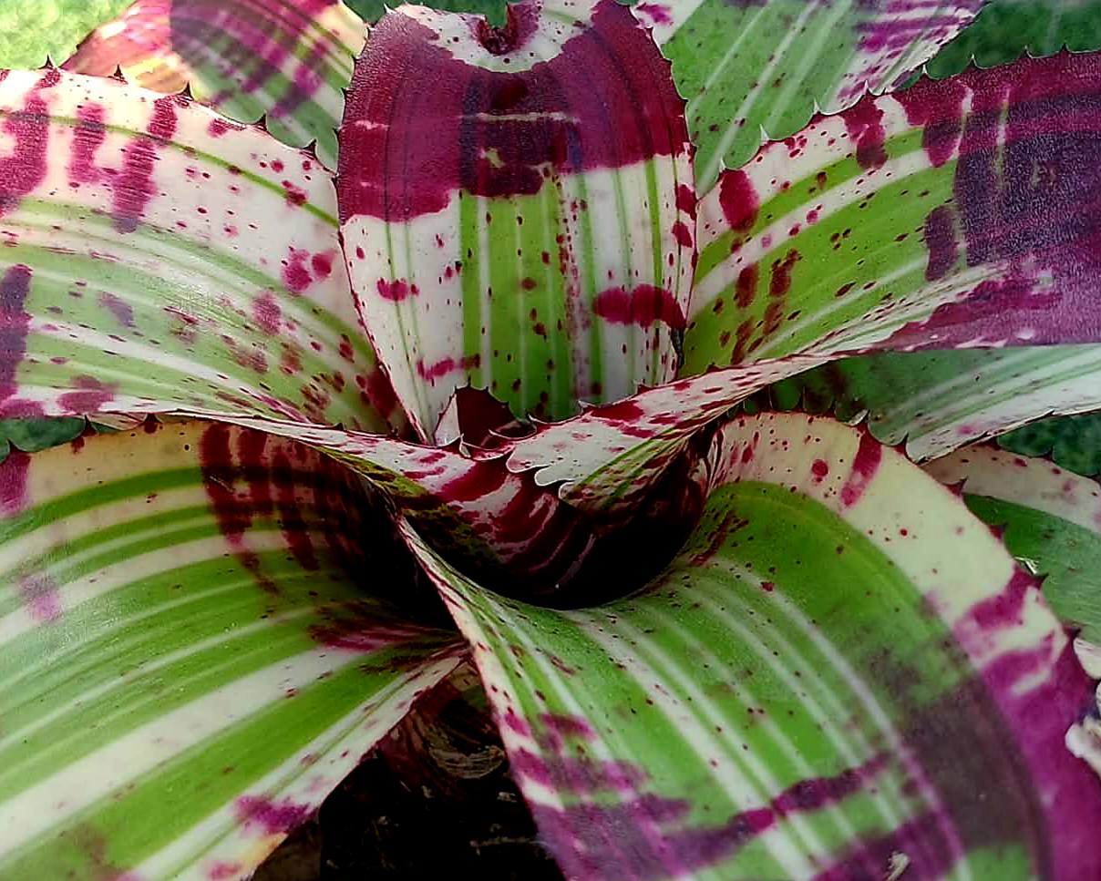 Neoregelia Supercharged