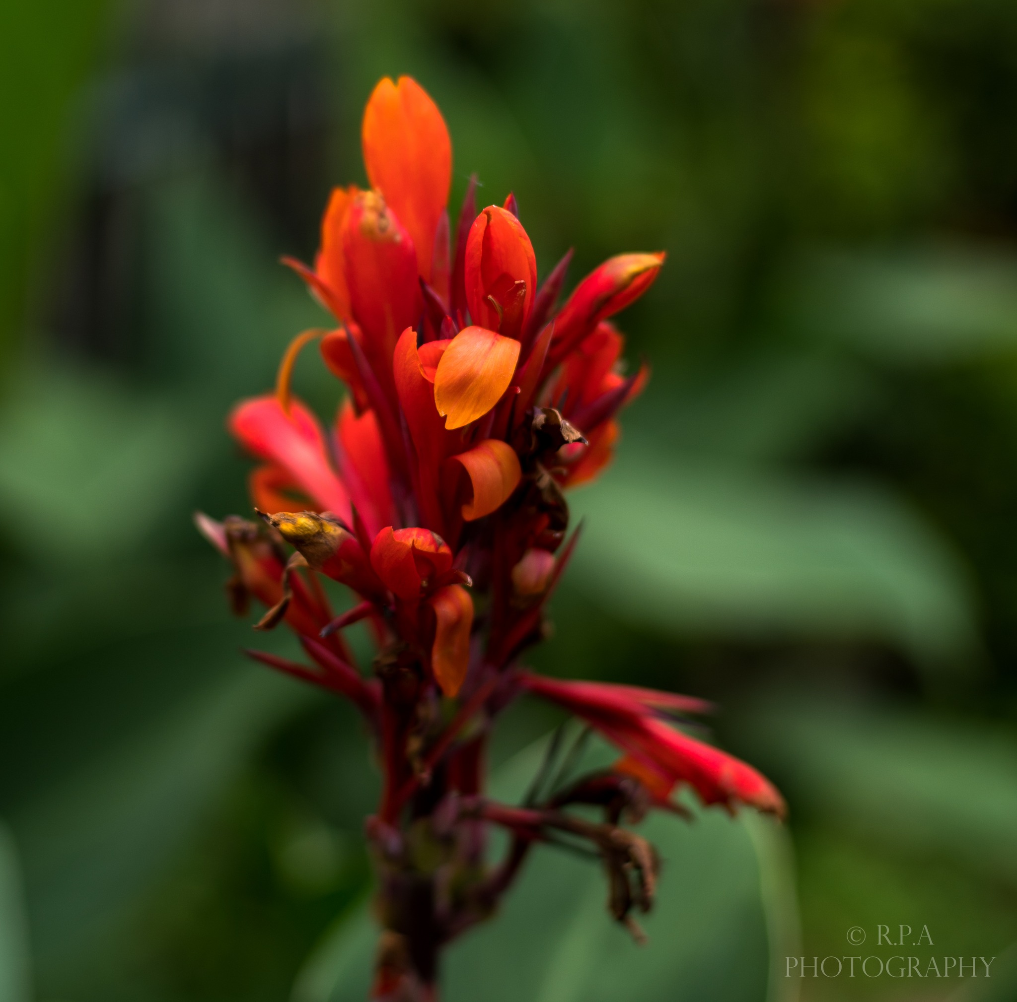 Nikon D780. Nikkor 50mm AI-S 1.4. What a great lens