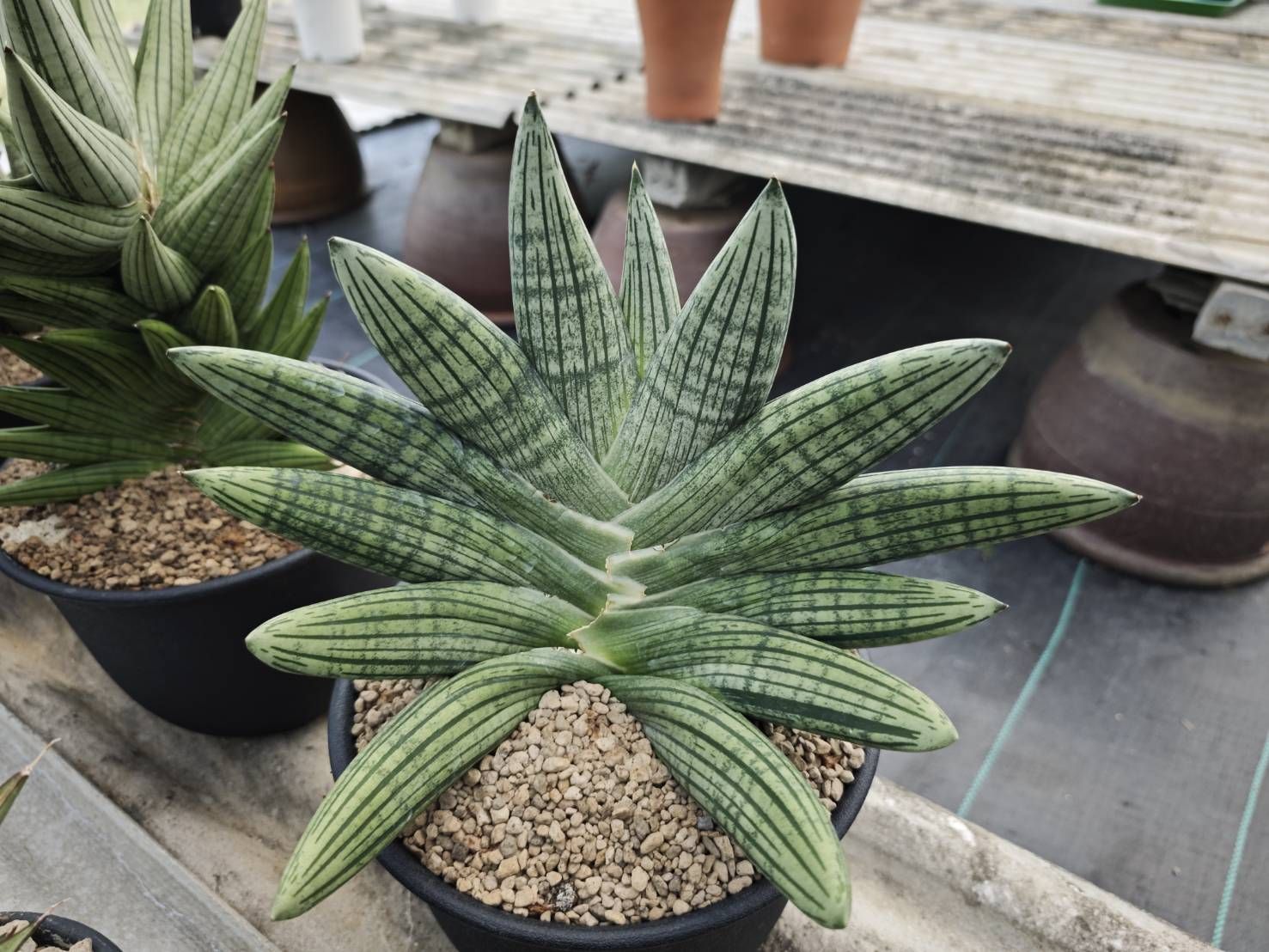 sansevieria 'green ant'