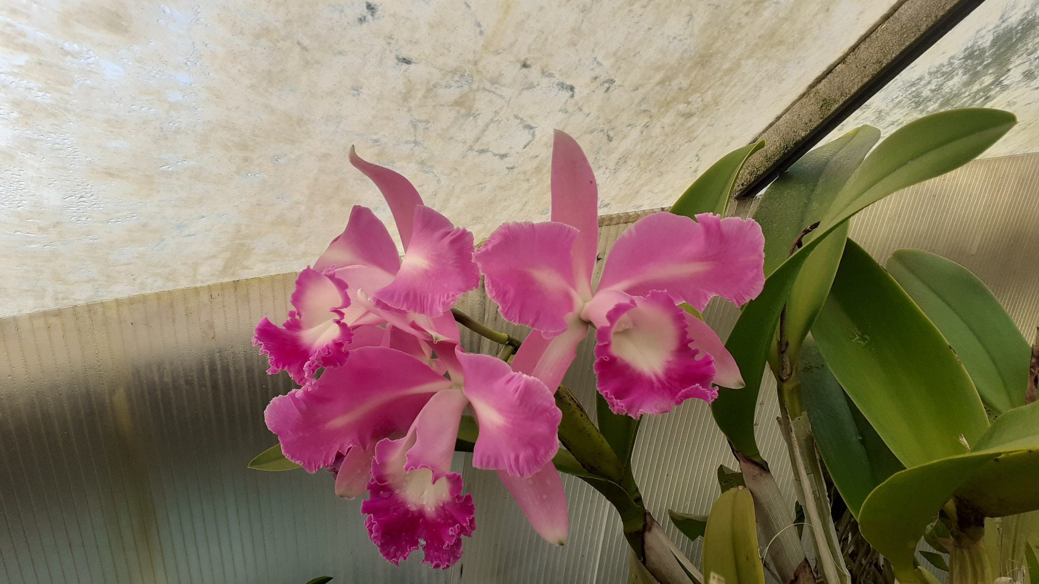 Cattleya Porphyrophlebia x BLC Pamela Hetherington. Lovely big