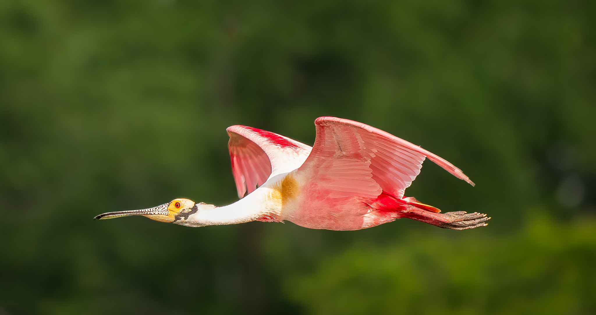 Nature and Wildlife, Bird Photography | Roseate Spoonbill cruising by ...