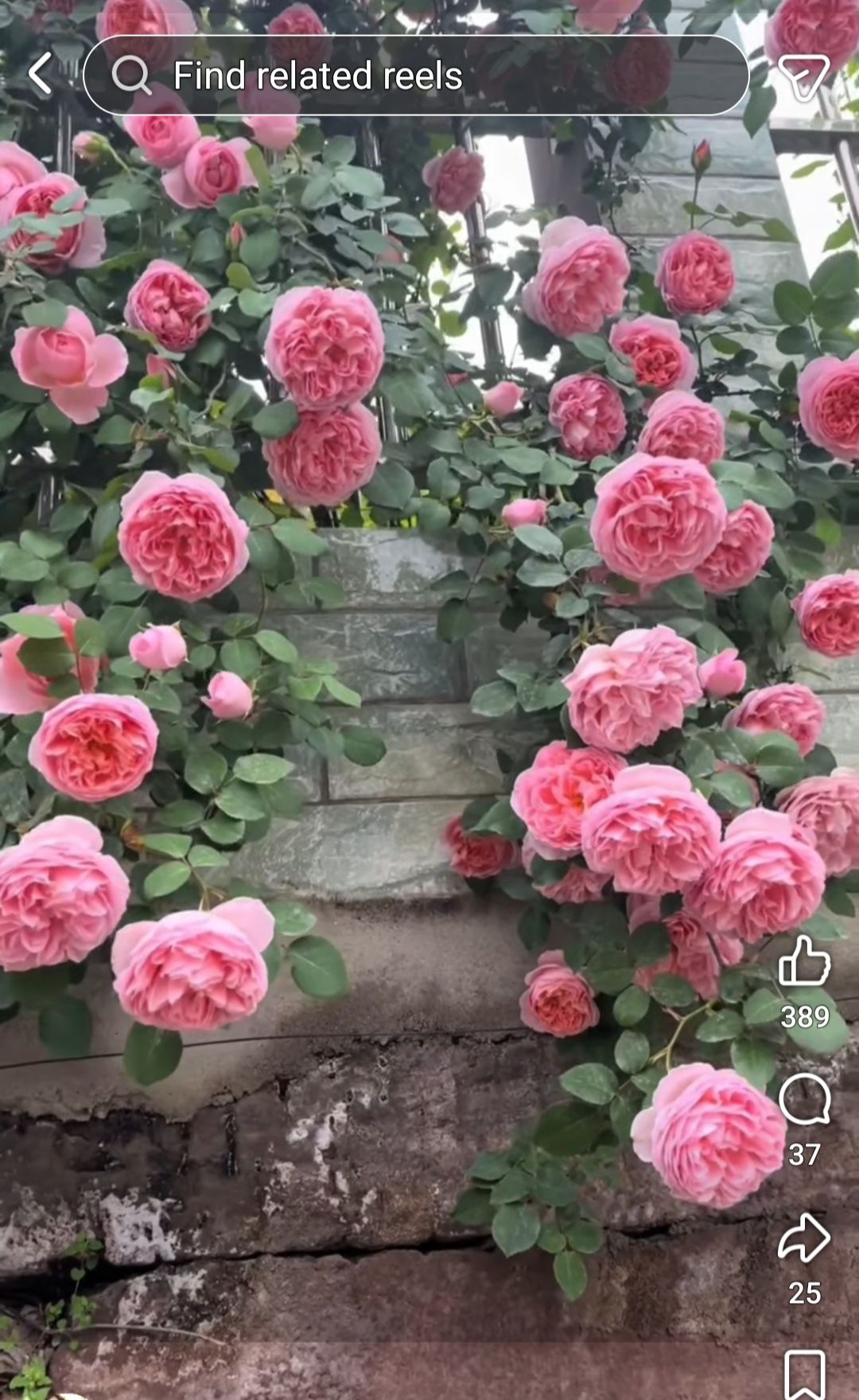 ROSE断捨離中※プロフィール見て下さい Does anyone know the name of this rose?