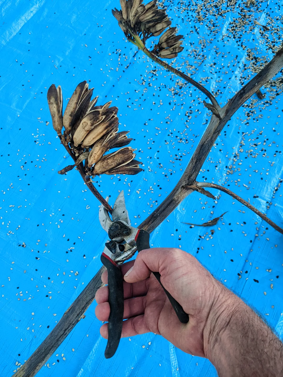 Jan Emming - I only had two Agave plants bloom in the year... | Facebook