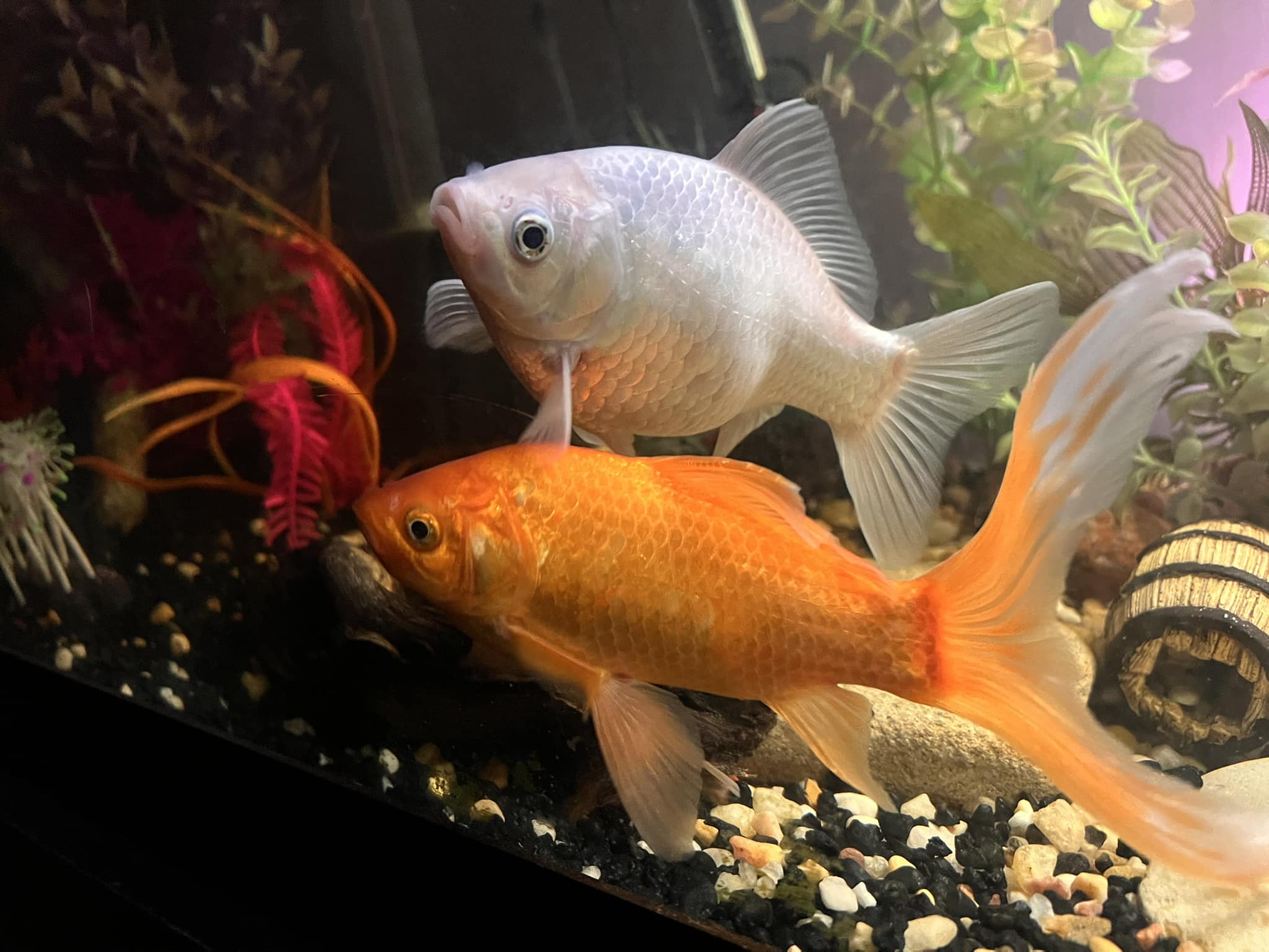 Premum ko & Goldfsh Floatng and Snkng Pellets 1.5 Mm Fsh Food Tropcal Fsh Food free
