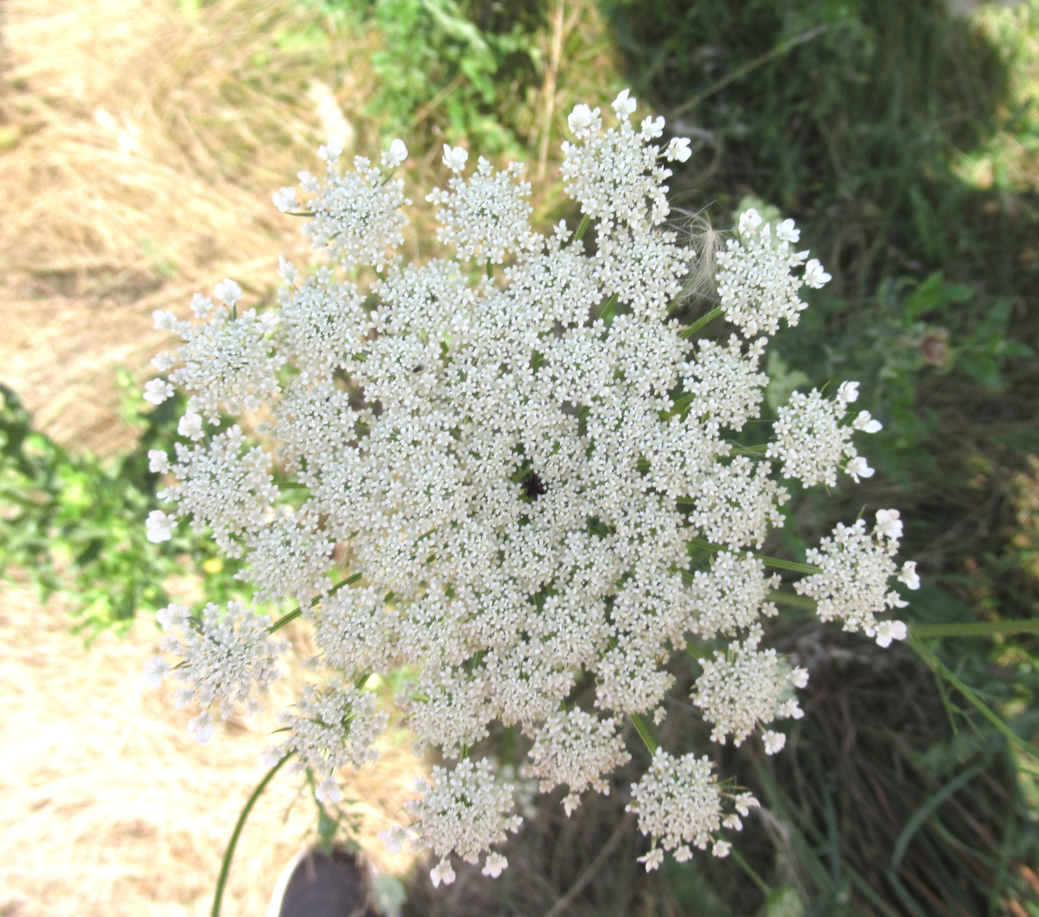 Queen Anne