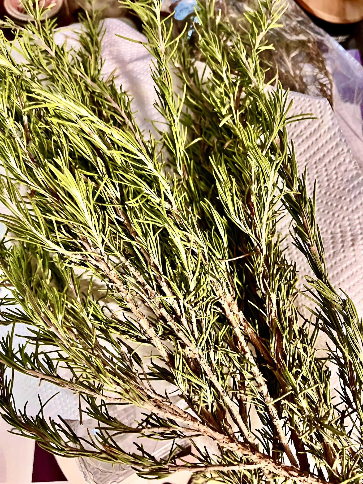 What is this rosemary-smelling bush in Piedmont, South Carolina?