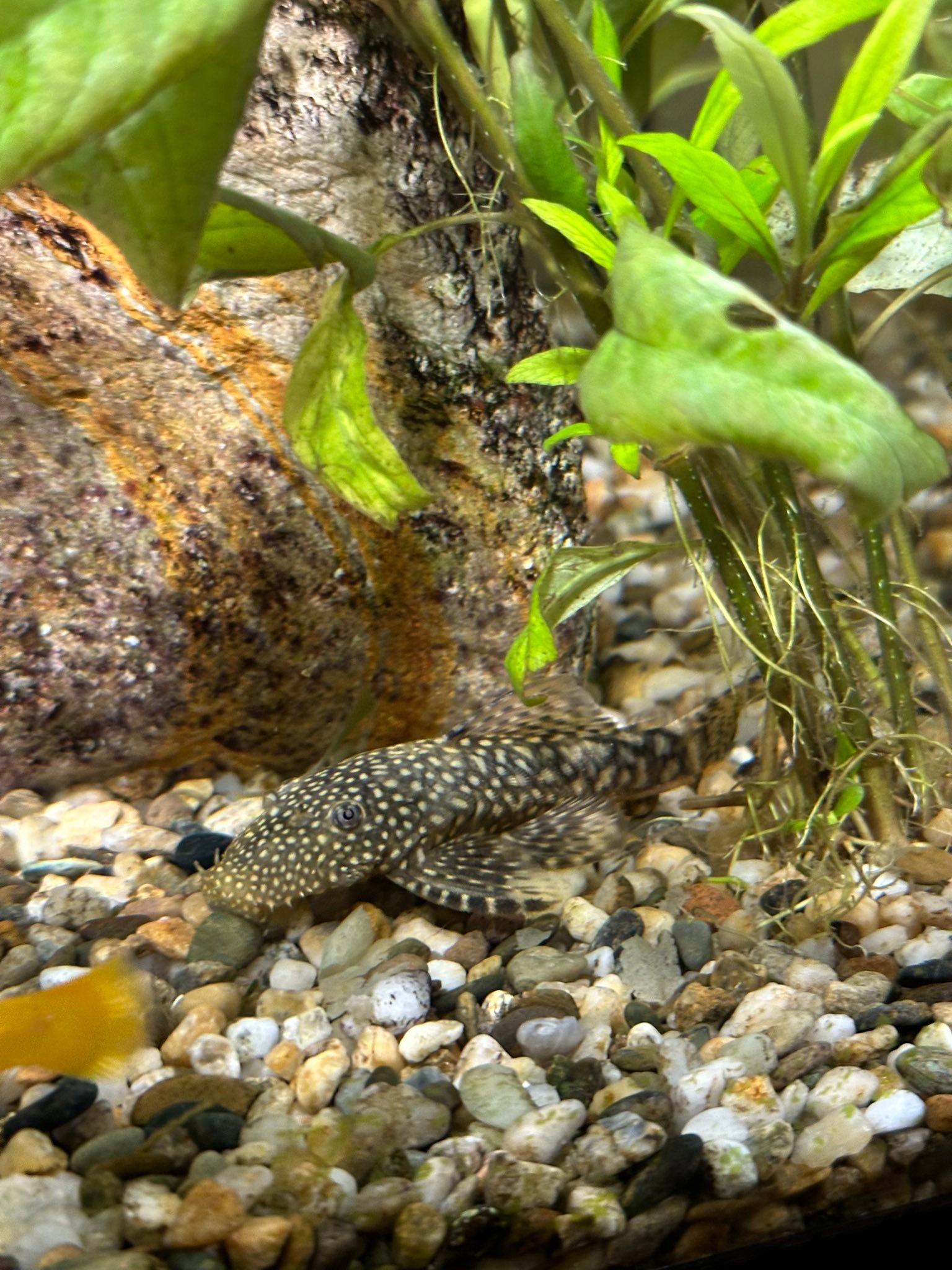 ACQUARIO CHE PASSIONE | Buonasera gruppo, si tratta di un pleco o di un ...