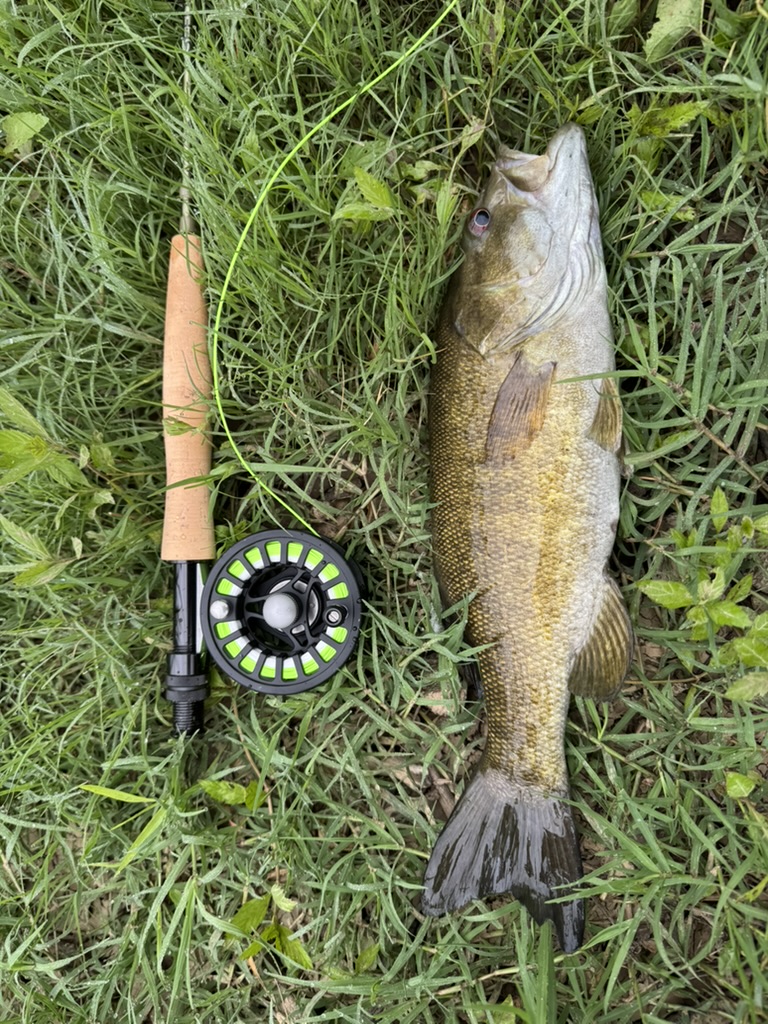 cyber monday shimano reels TP4000XGFE Twin Power FE Spinning Reel Choosing the Right Shimano Model:SL20LC3BW Borrowing features like SilentDrive catfish rod