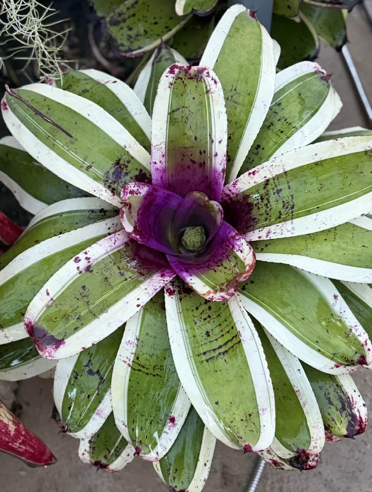 Neoregelia SNAKE CHARMER