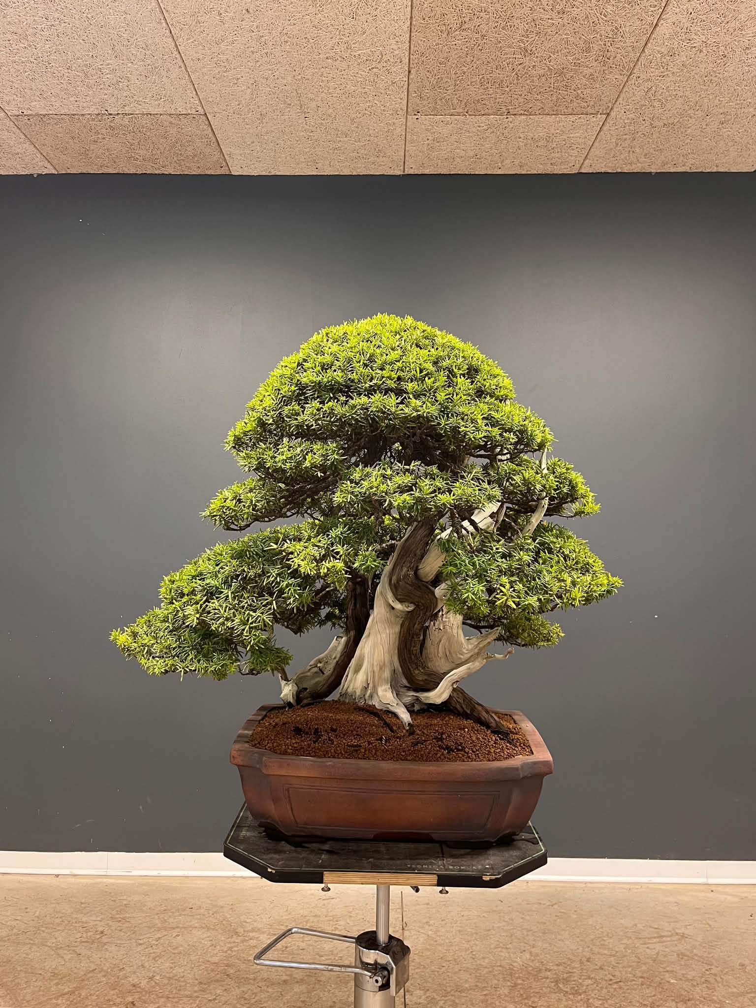 盆栽鉢R5点新品未使用品ですが昭和の物になります写真ご確認下さい⭐