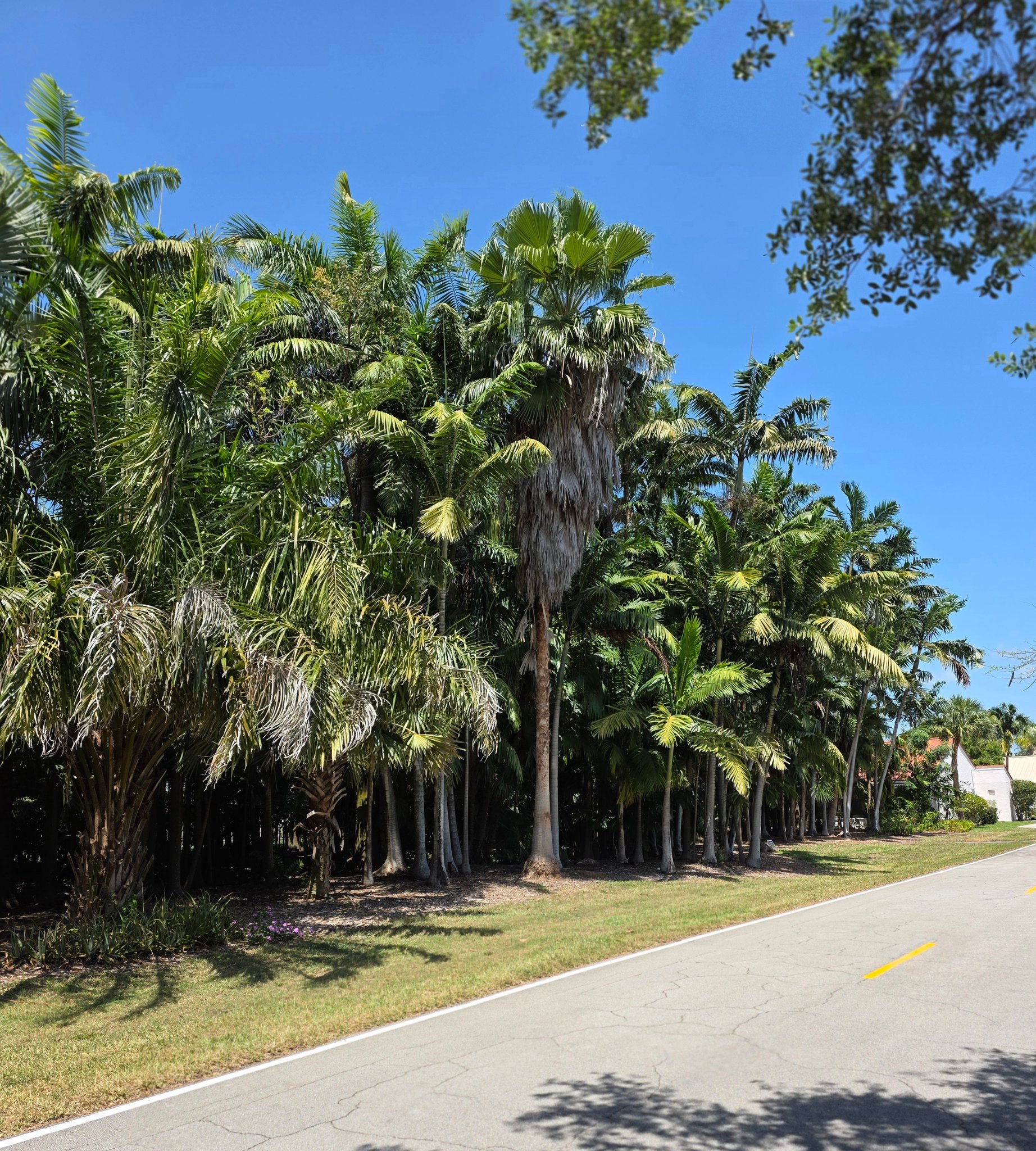 South Florida Palm Society SFPS Community | This is the Buhler Palmetum ...
