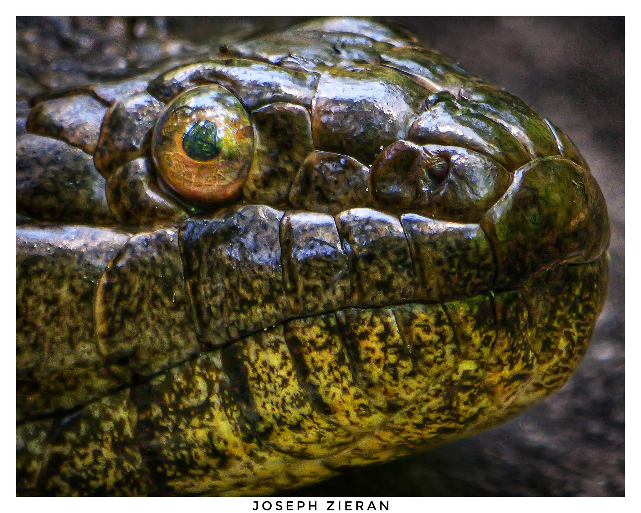 A water snake with 🐠📸 1/2500 f/6.3 iso800 Nikon z9