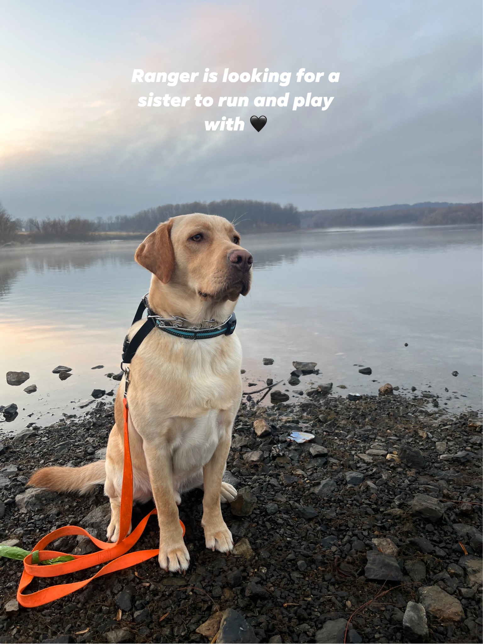 Amanda Ashbee: - Ranger has been telling us that he would like a sister ...