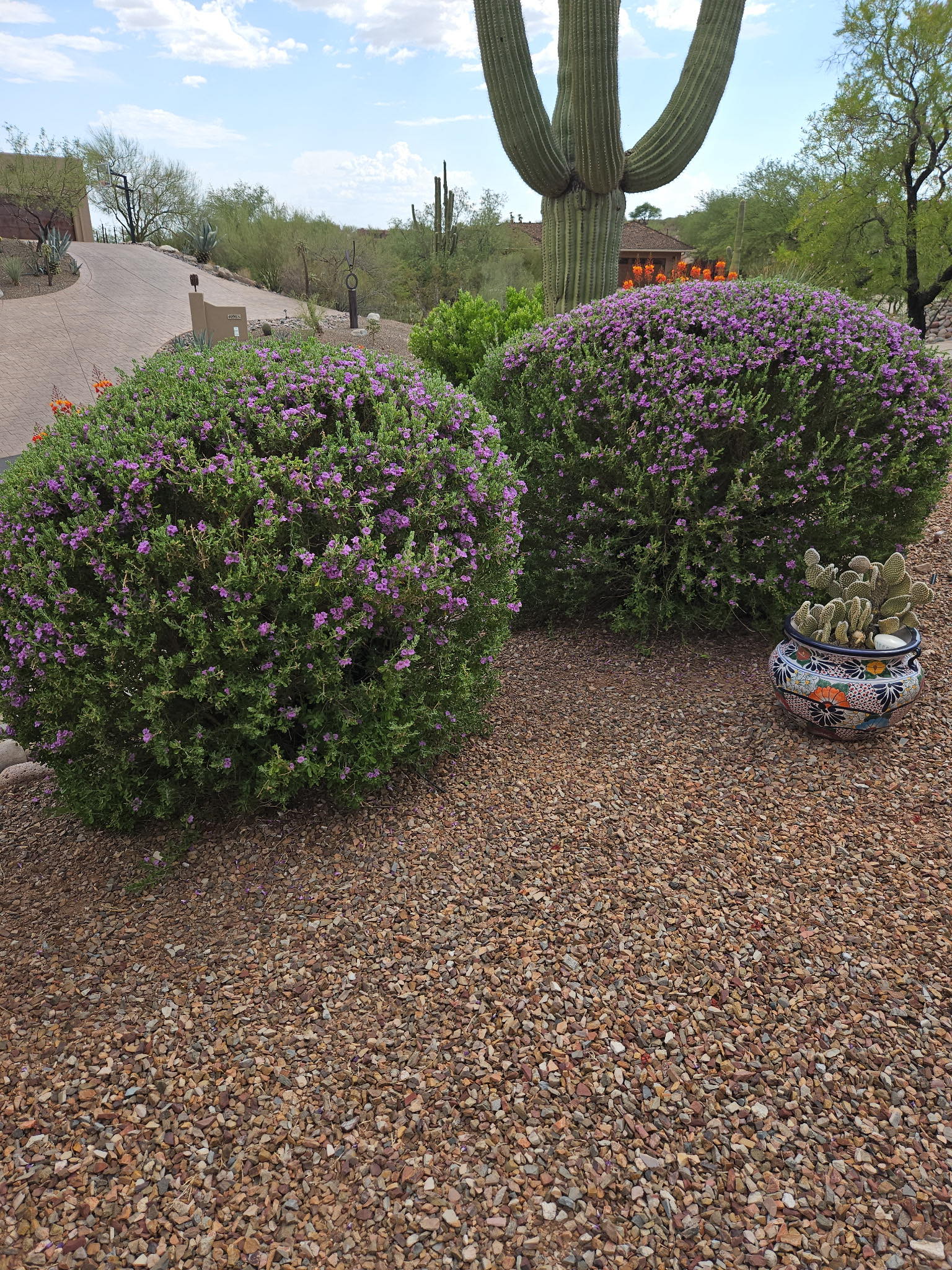 Bushes For Landscaping In Texas Texas Native Plants For Landscaping In