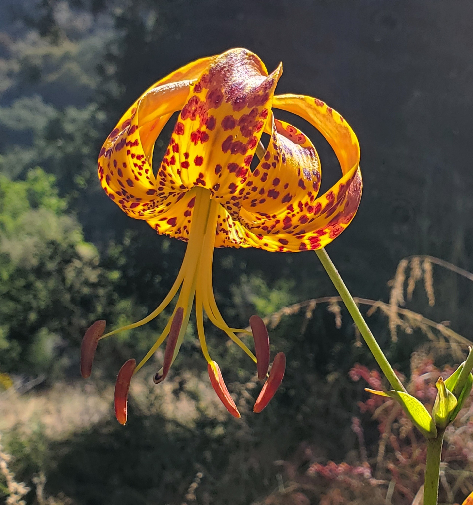 What is the correct ID for Humboldt's lily in Los Angeles County?