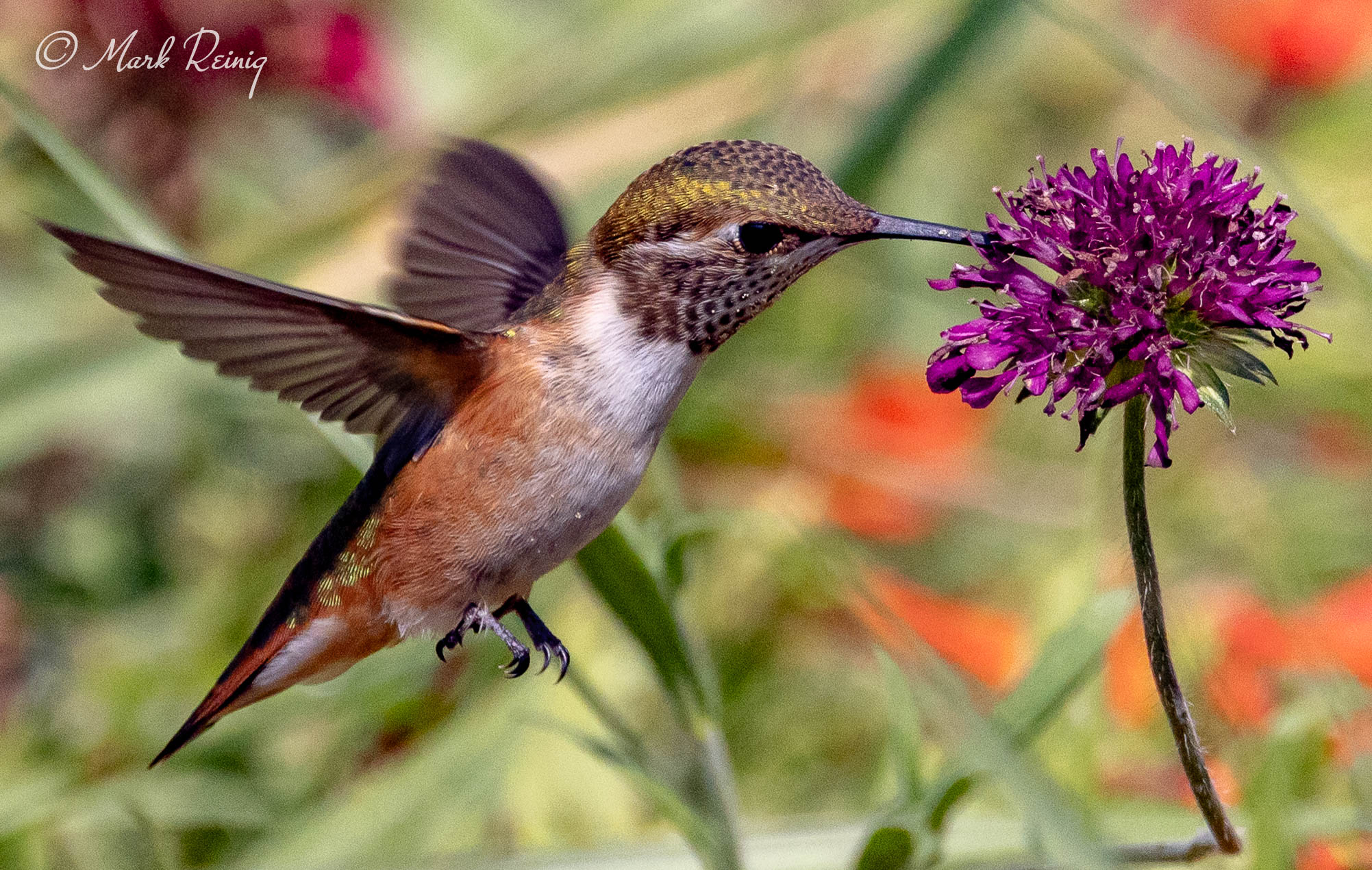 Birds of Colorado (Official) | Young rufous on purple clover - did not ...