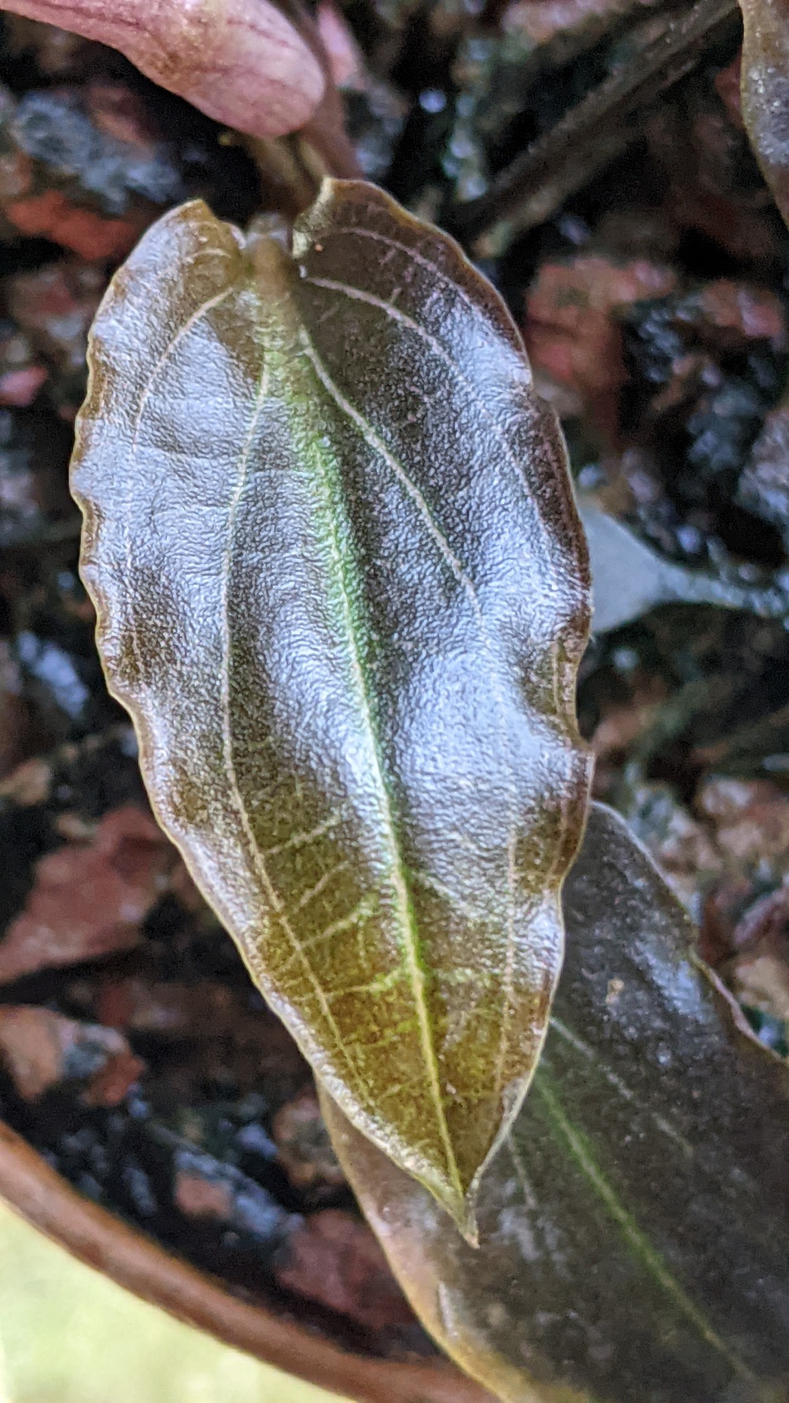 は*お様 Cryptocoryne sp. philippines min-2【 New species of