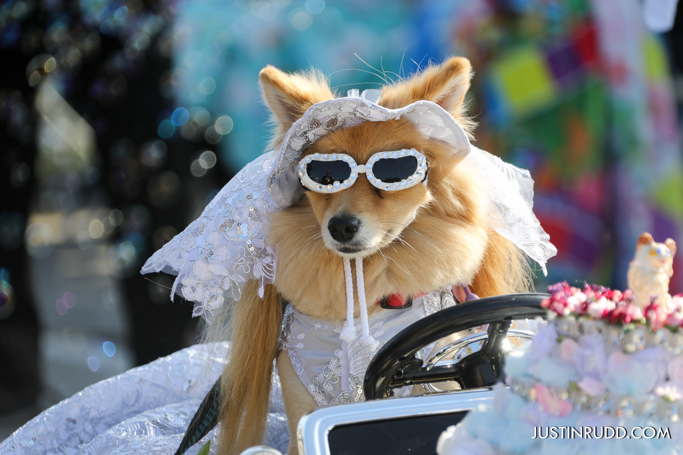 Justin - 24th annual Haute Dog Howl'oween Parade on Sun., Oct. 26, 2025 ...