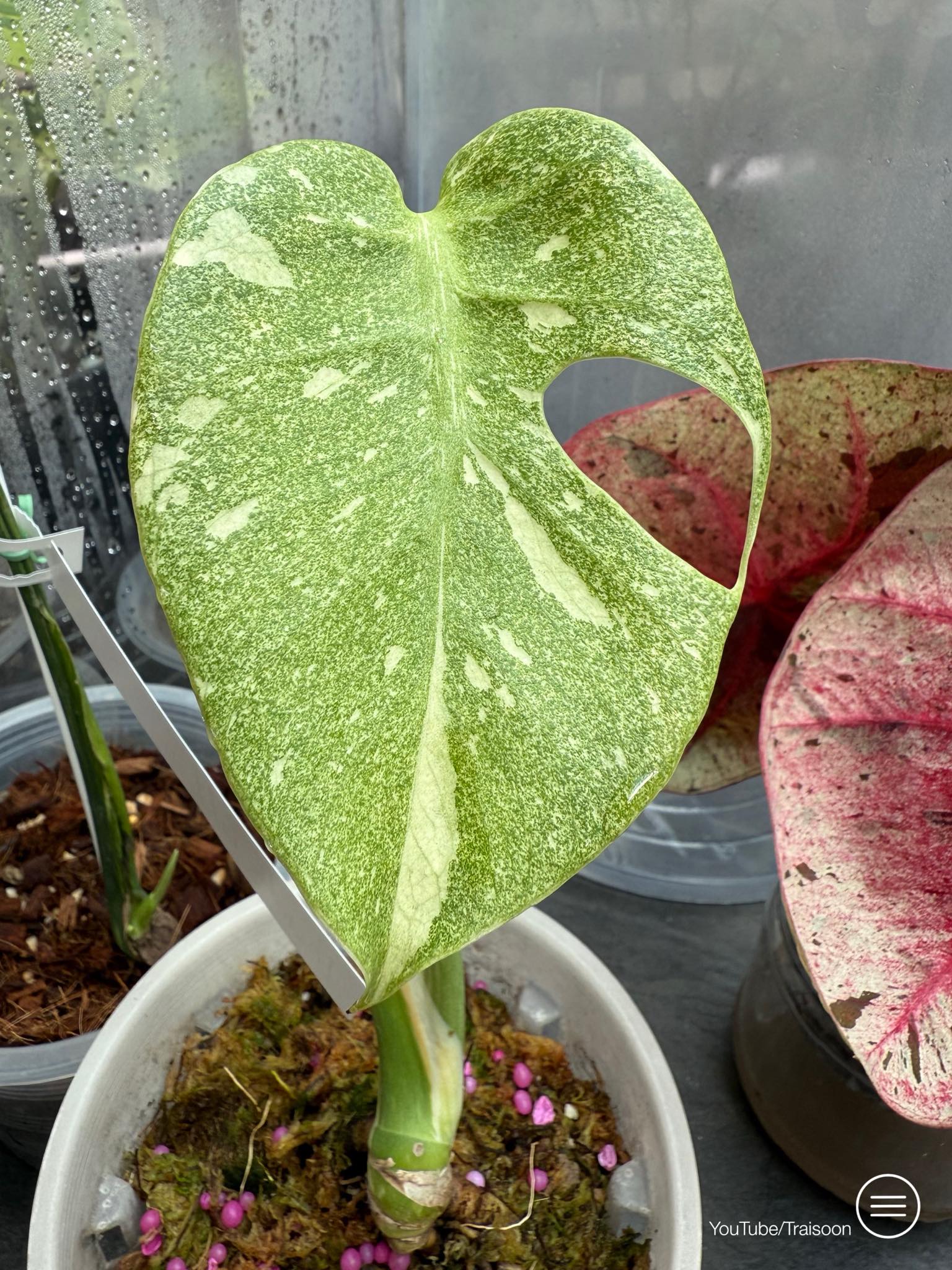 Monstera Deliciosa Starlight 💫