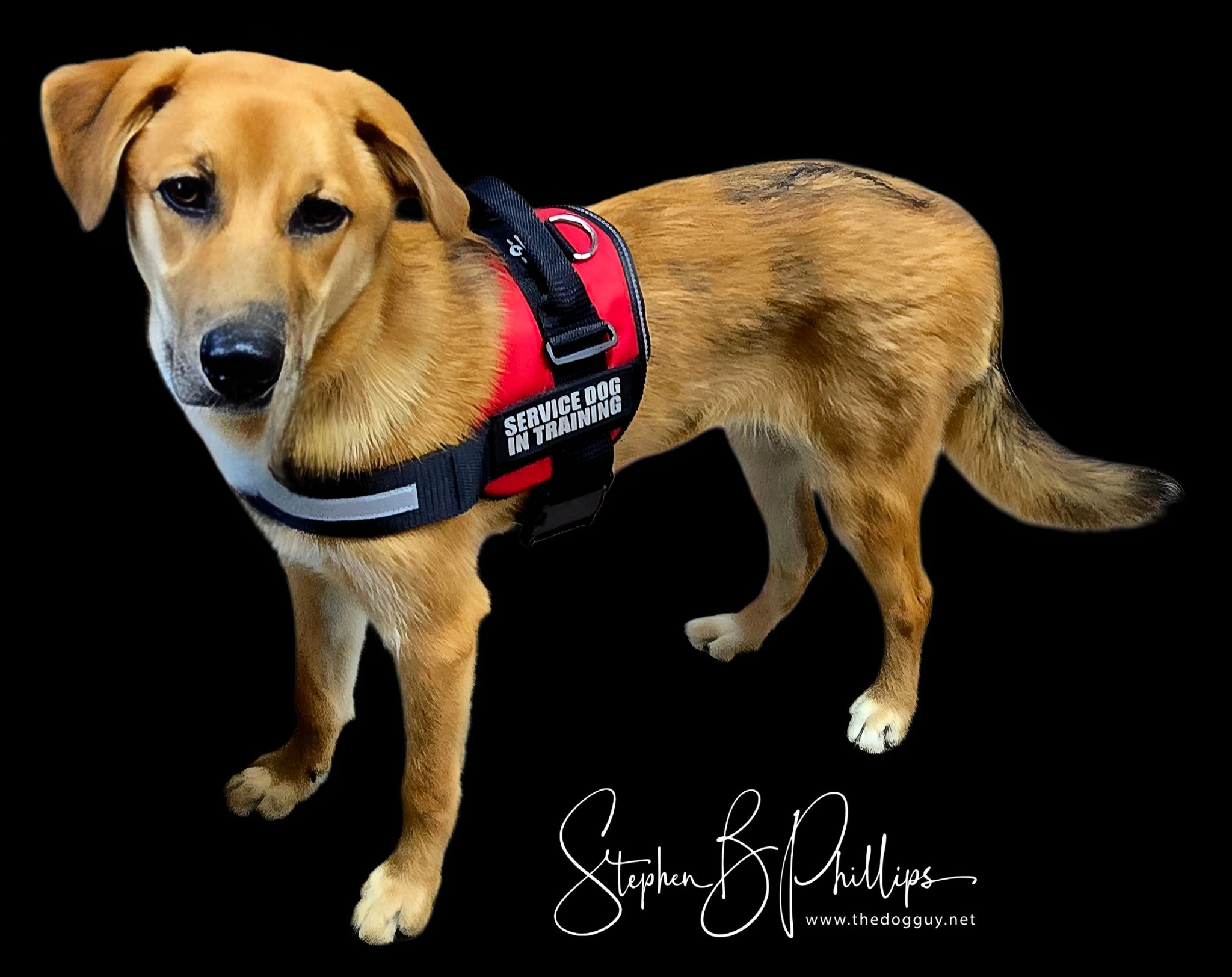 A new Service Dog Client is starting today! - Stephen Phillips | Facebook