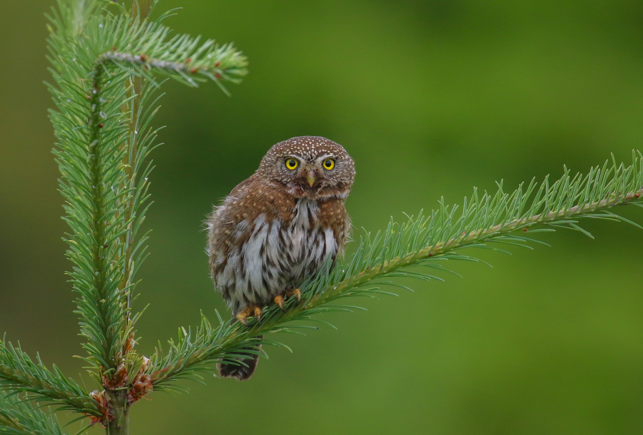 Northern pygmy owl takes down yellow-rumped warbler