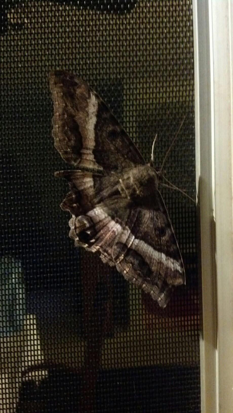 bpsgiftsofnature Black Witch moth (Ascalapha odorata). This
