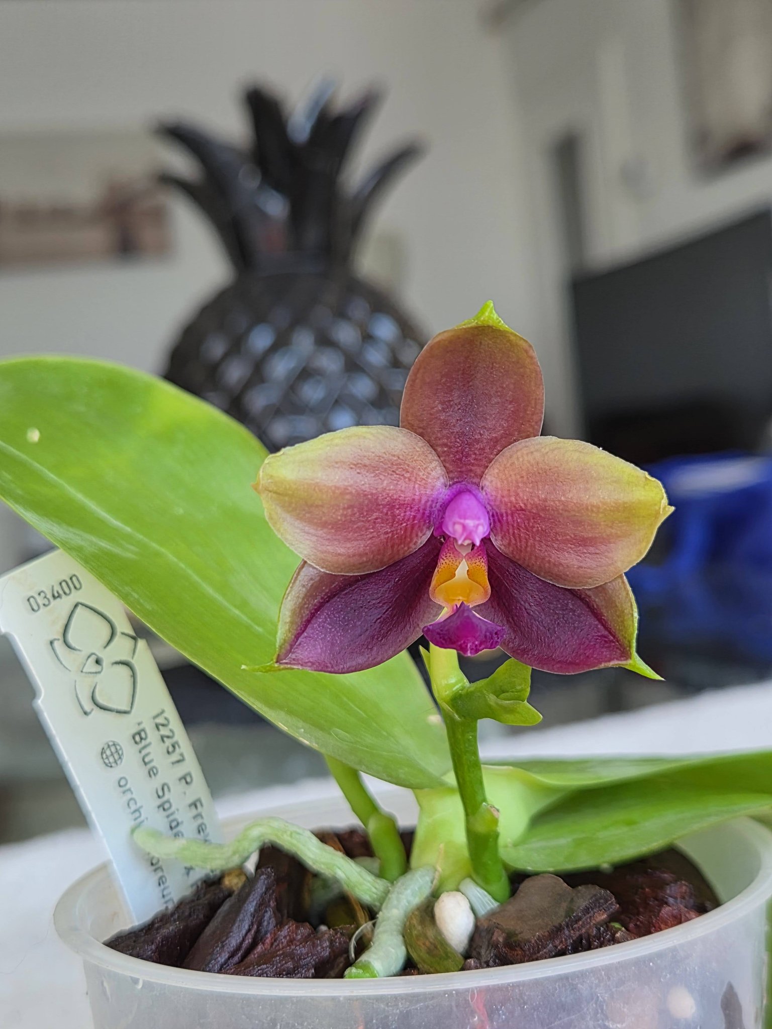 Phalaenopsis Freya's Blue Origin 'Blue Spider' x LL Blue Family