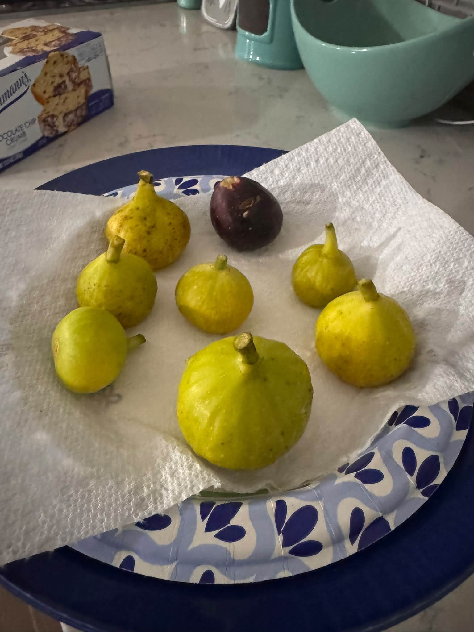 Green fig season for Grandpa Samaan and White Marseille trees