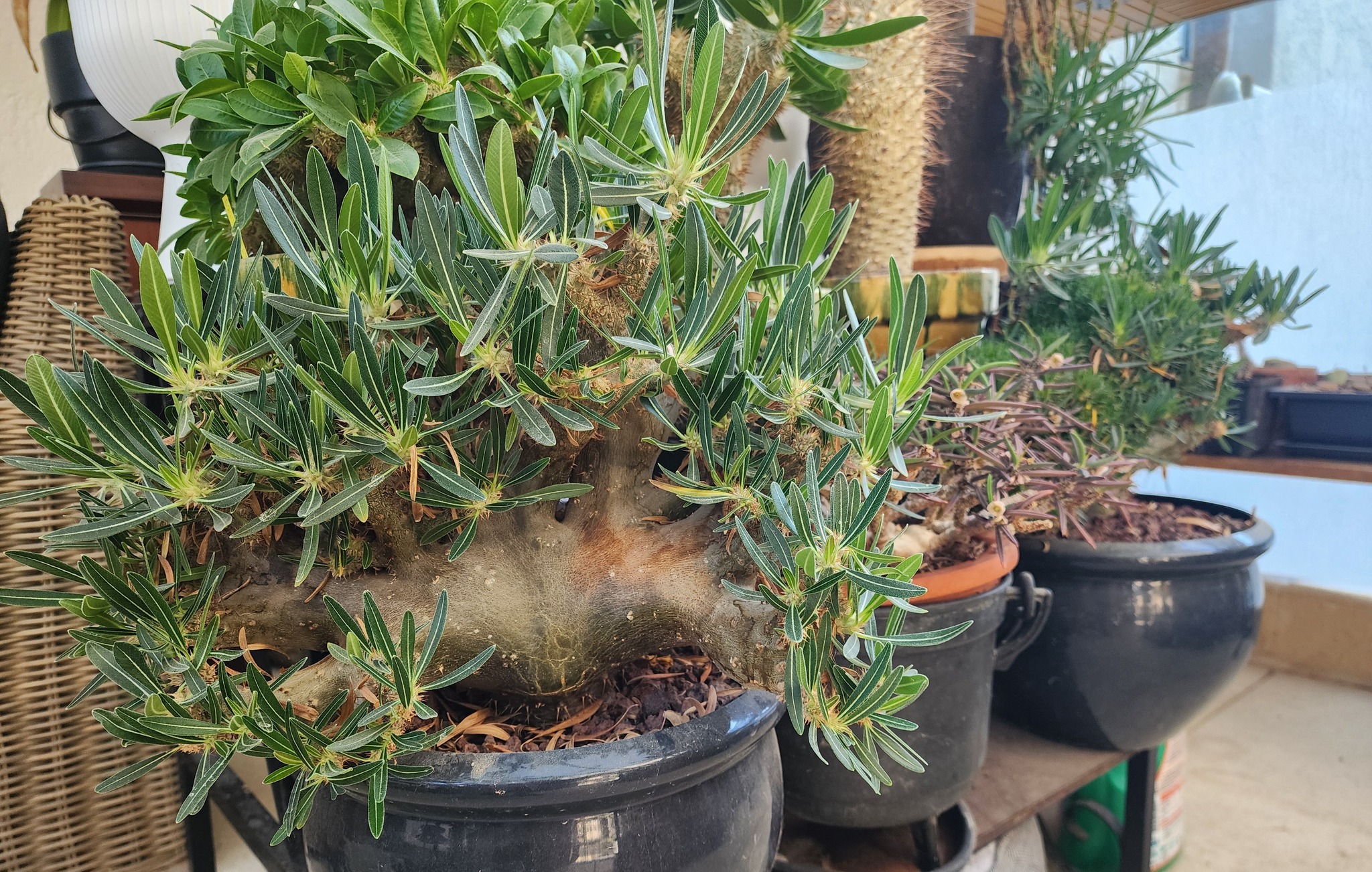 Pachypodium Gracilius cristata