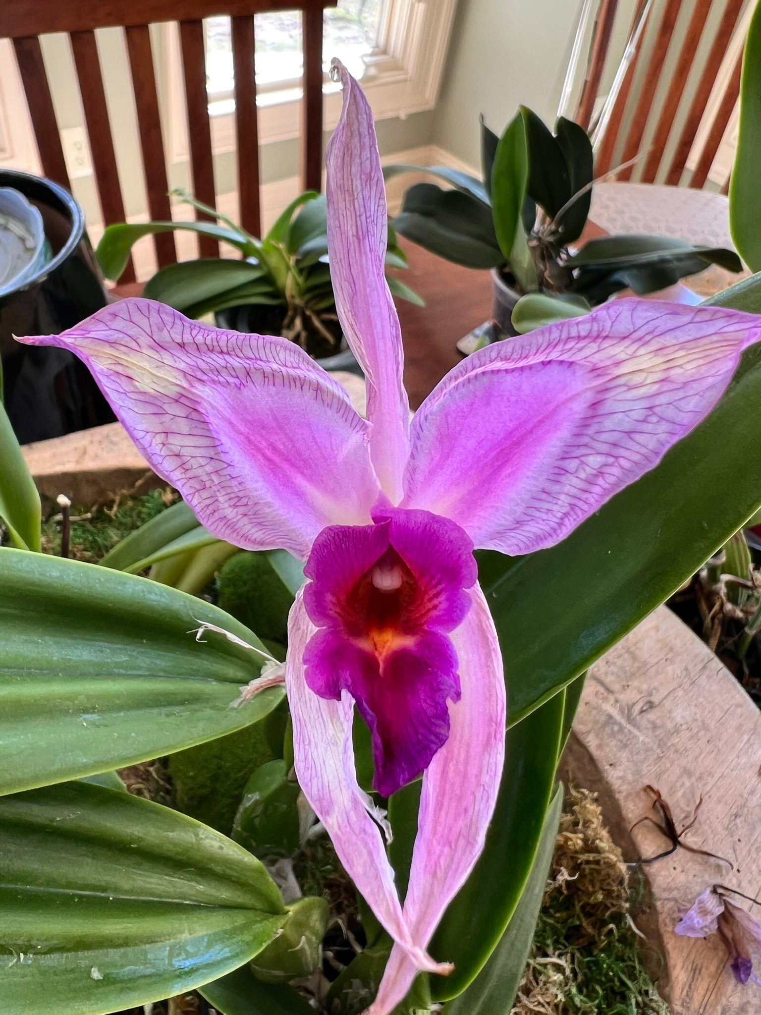 L. anceps 'Disciplinata' x 'Gigas Flair' orchid blooms