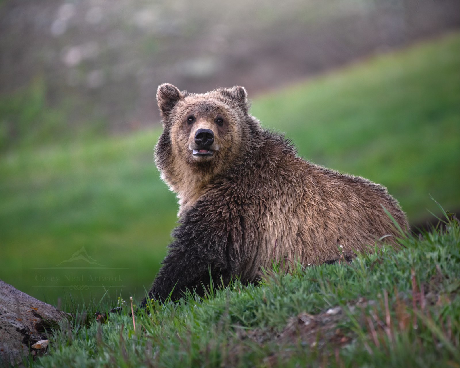 So much a part of Grizzly 399's Legacy - Bruno, aka G679 🌾🐻🌾