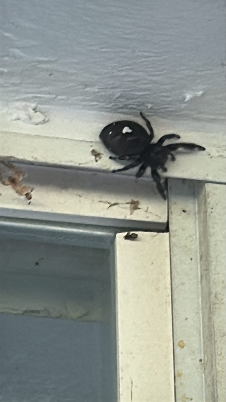 Large female bold jumping spider spotted