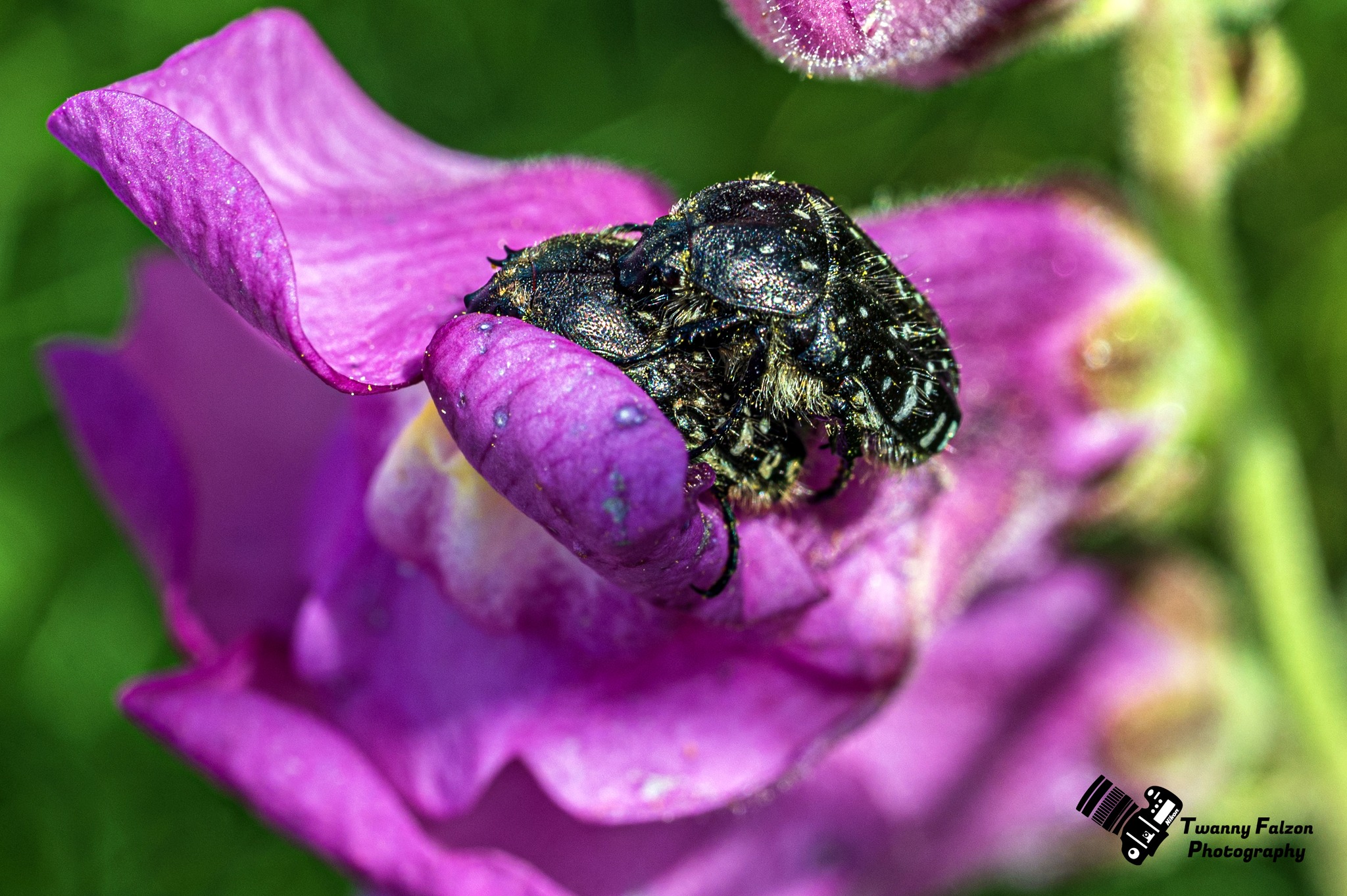 Mating Beetles *** ***Nikon Z6ii*** ***Nikon Z Lens 105mm Macro 