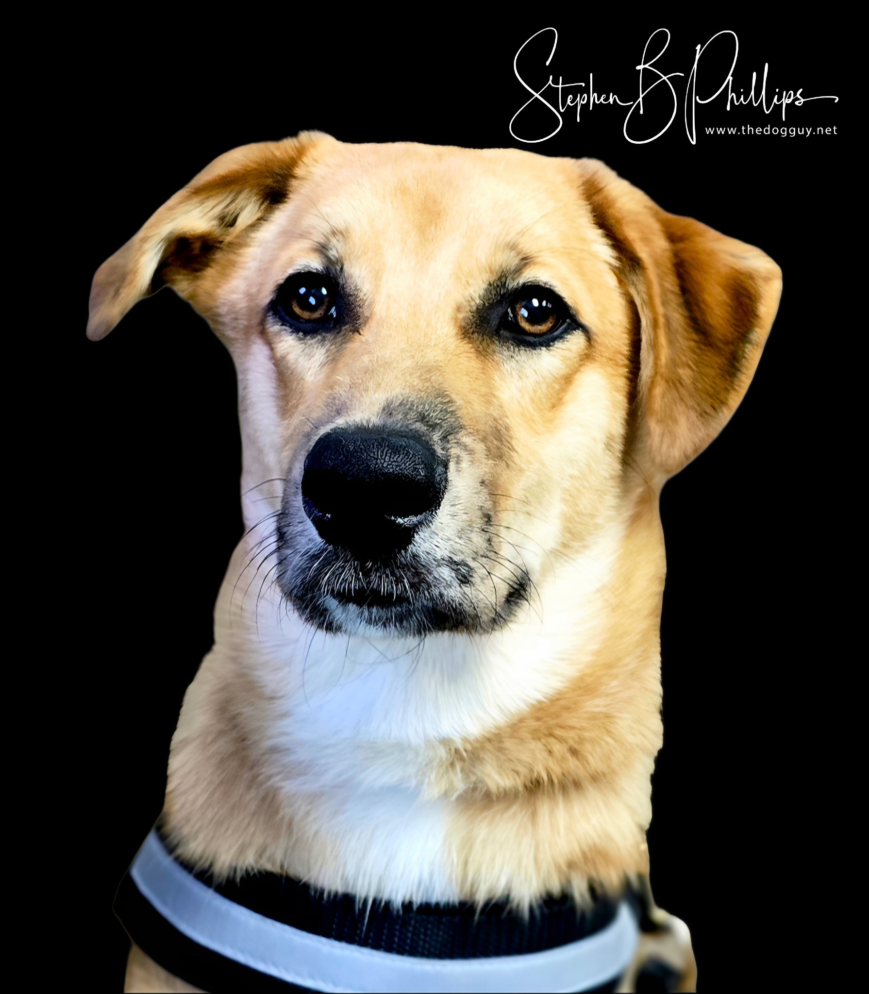 A new Service Dog Client is starting... - Stephen Phillips | Facebook