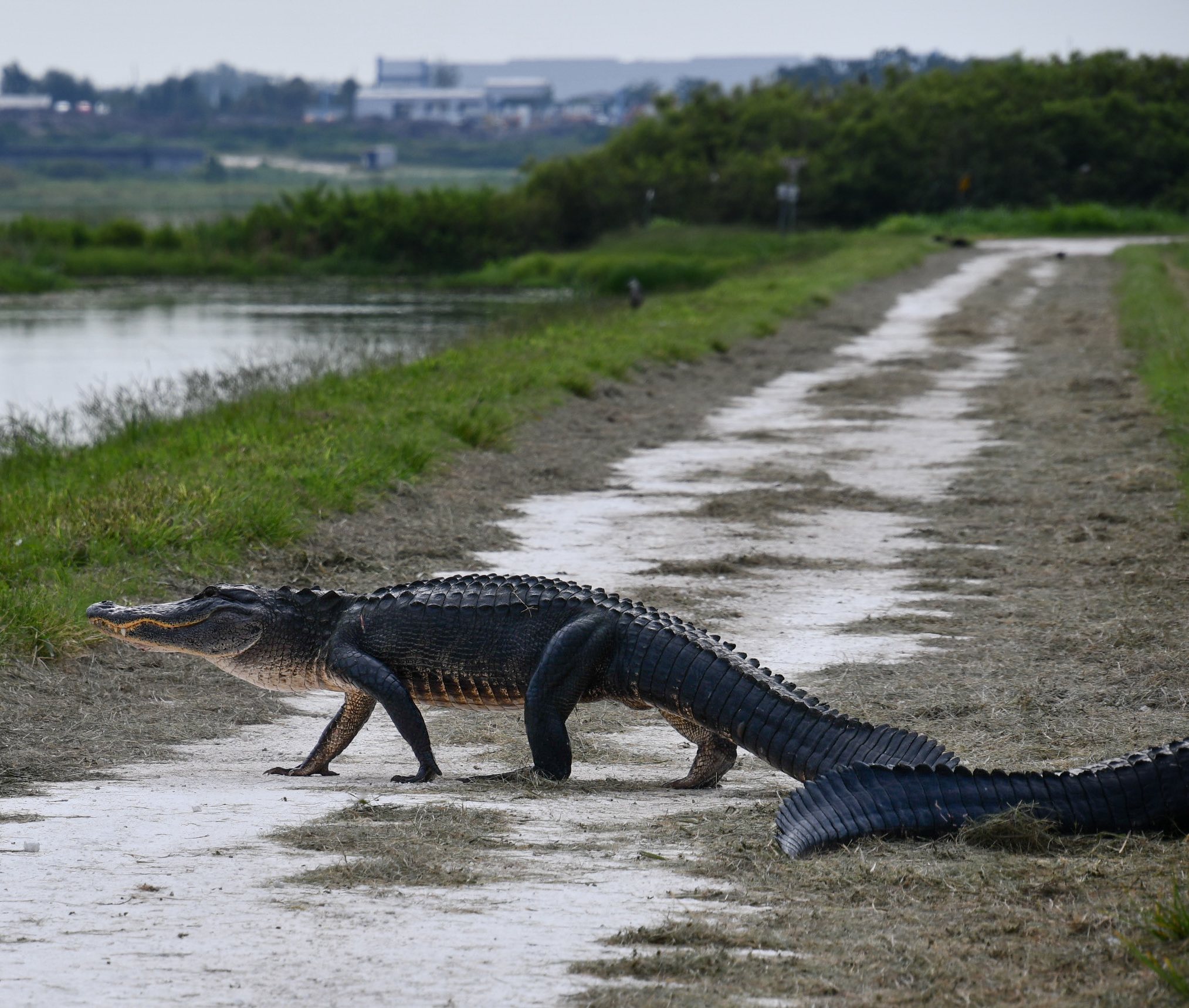 Alligators of Florida | Riding my fat tire bike during the week through ...