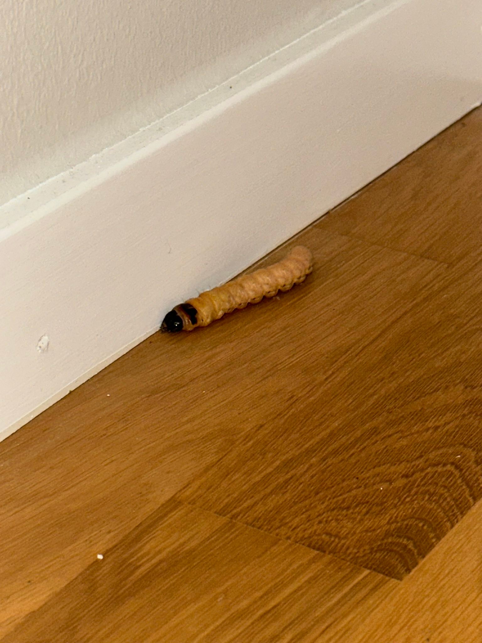 En larv som ätit sig in i huset… | Facebook