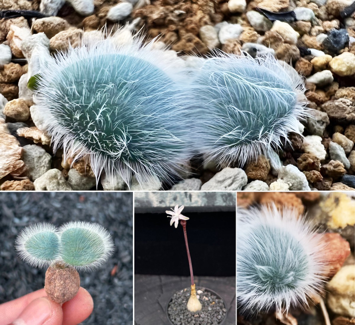 Bulbo De Strumaria Villosa - Suculenta Rara - 0.5 Cm Diámetro, 5 Años - Para Interior/exterior